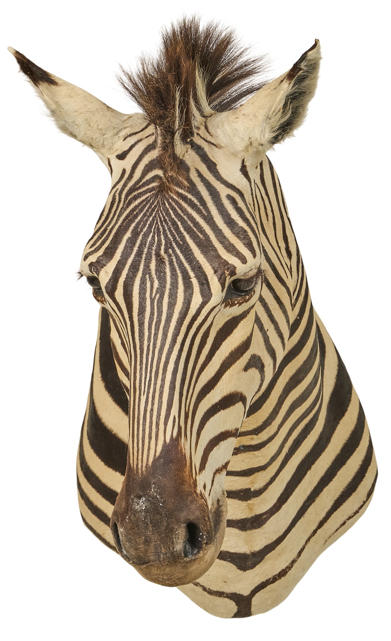 Zebra Shoulder Mount - 2