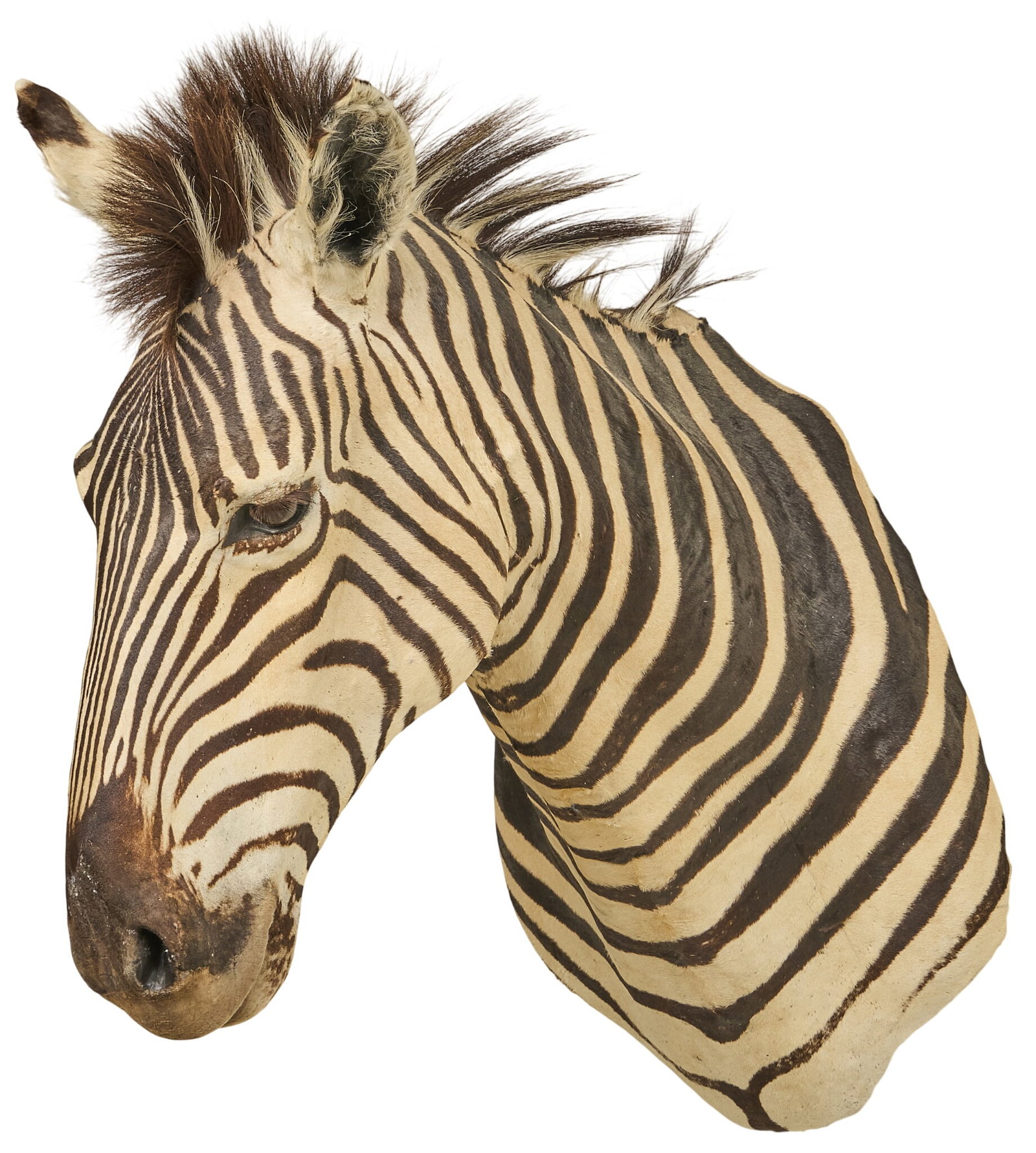 Zebra Shoulder Mount - 3
