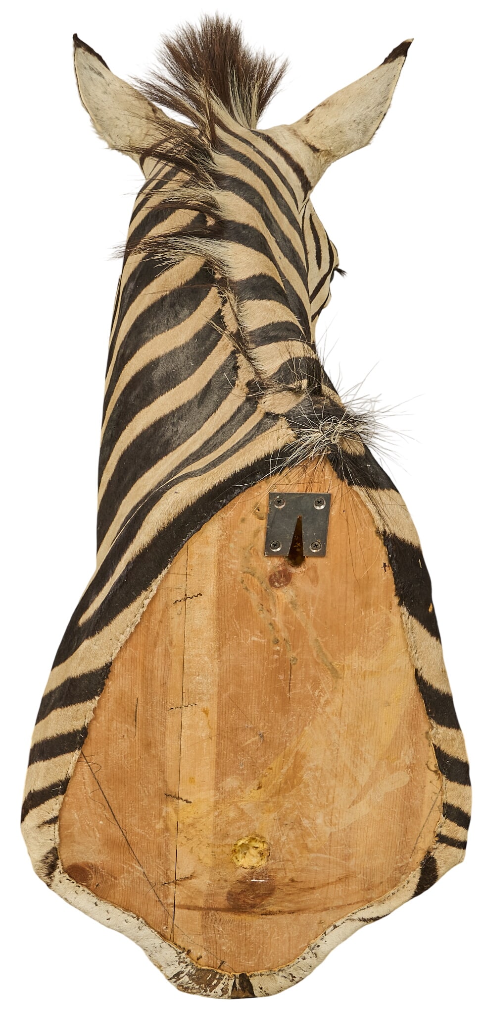 Zebra Shoulder Mount - 4
