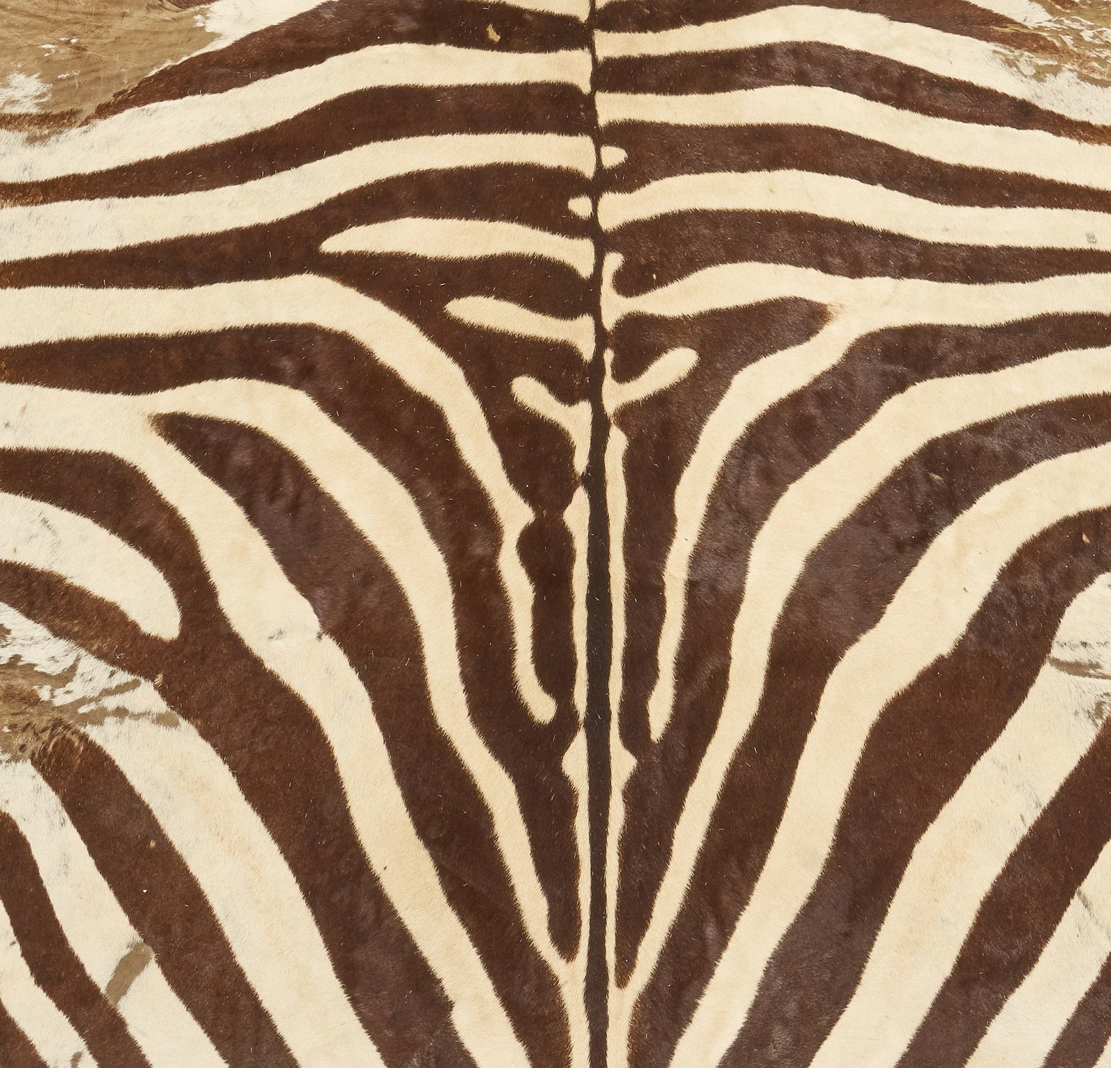 Zebra Hide Rug - 2