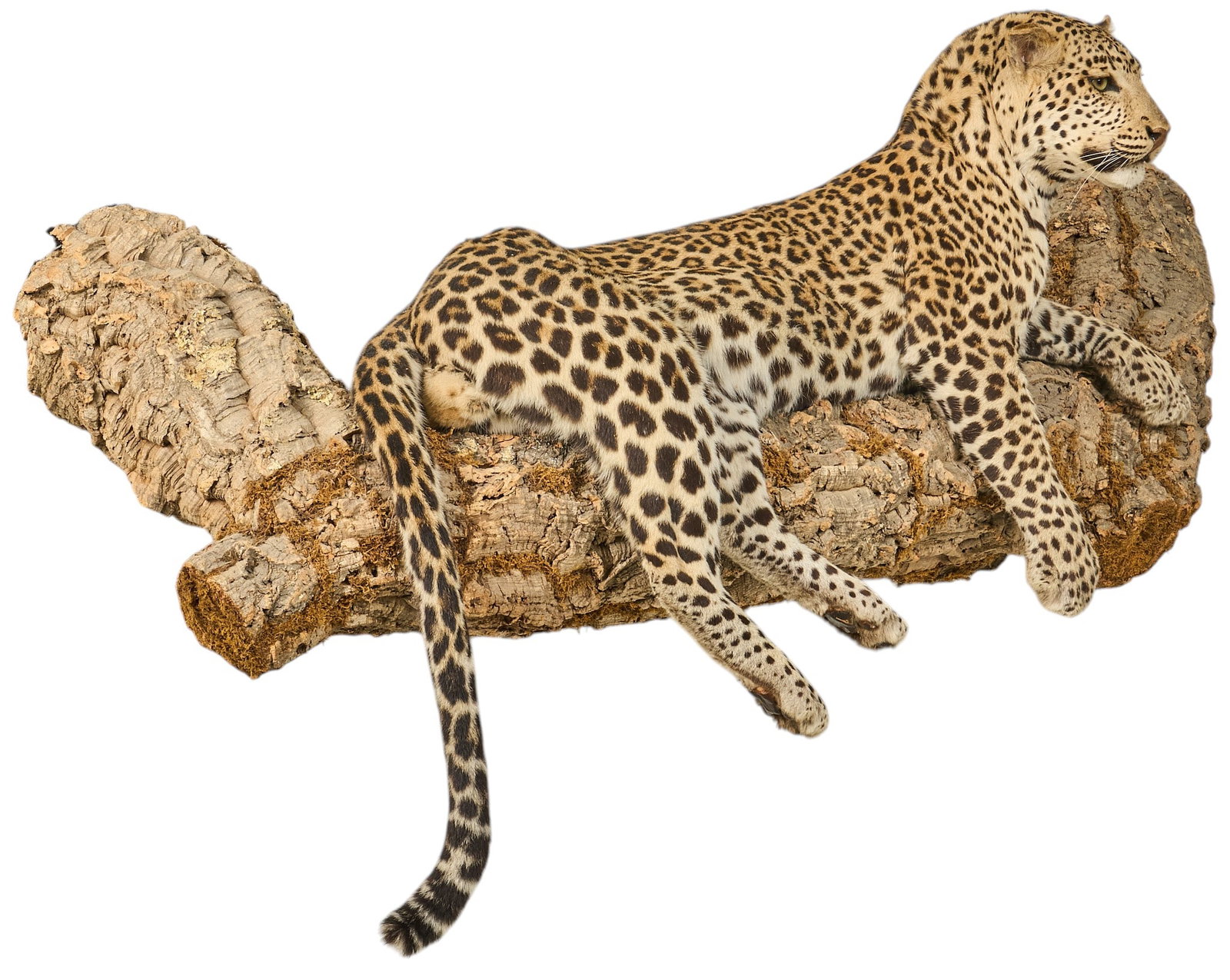 Full Body Leopard Mount Display (1 of 3)