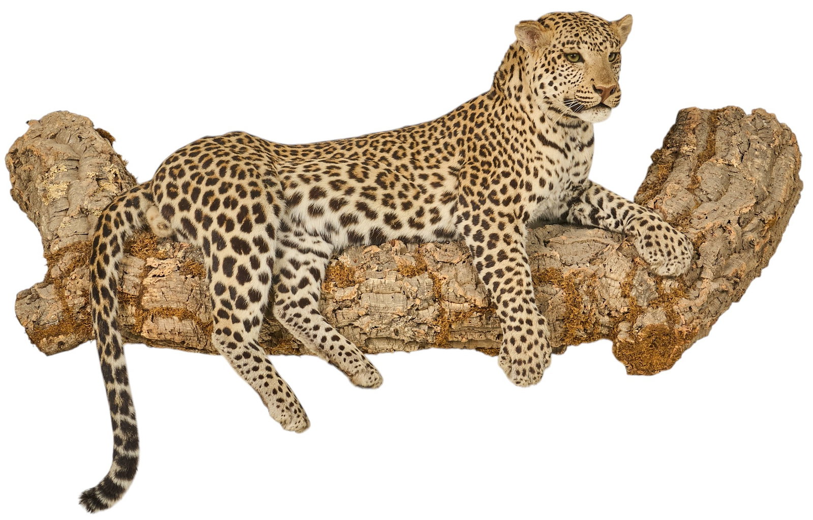 Full Body Leopard Mount Display - 2
