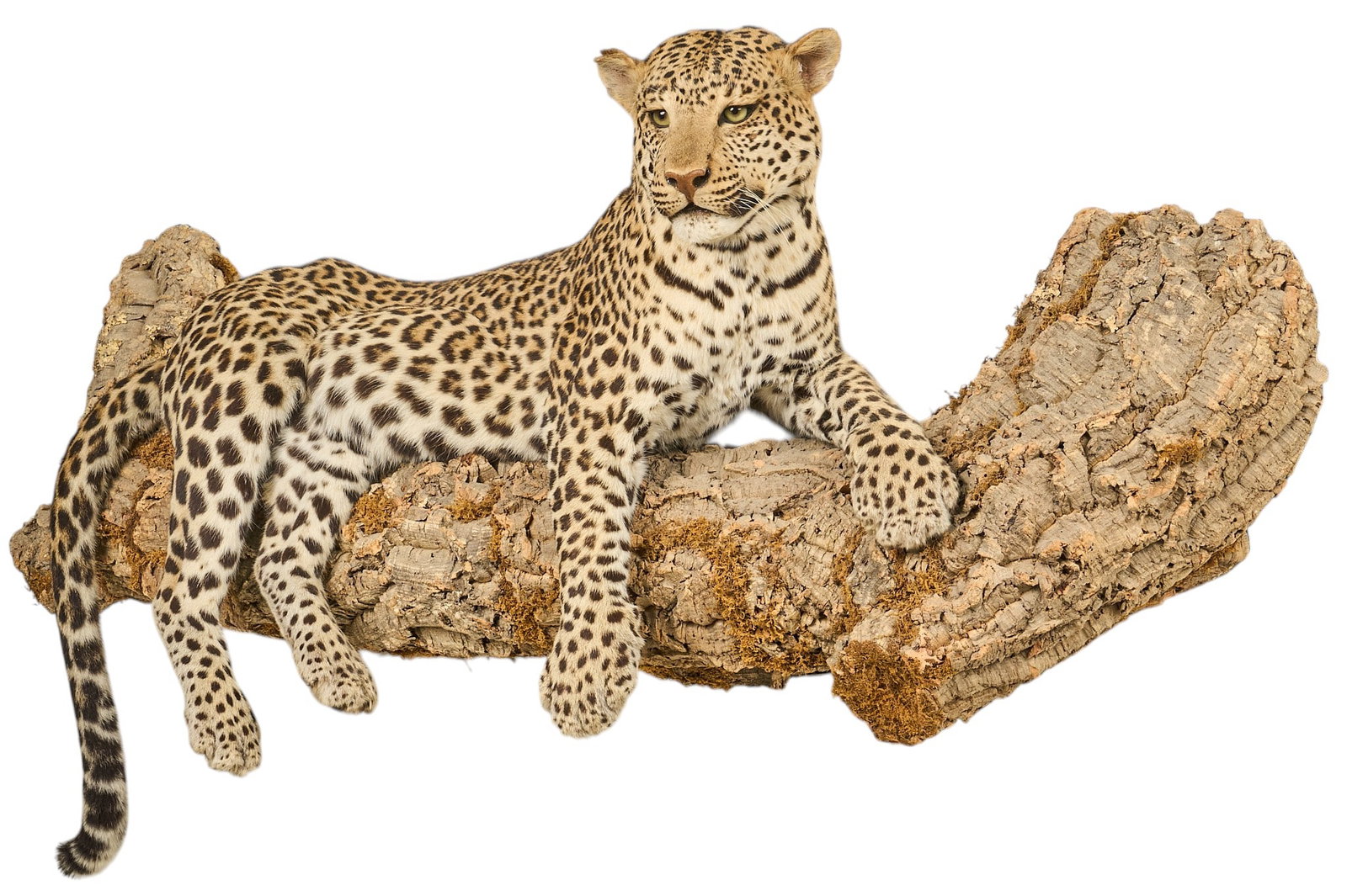 Full Body Leopard Mount Display - 3