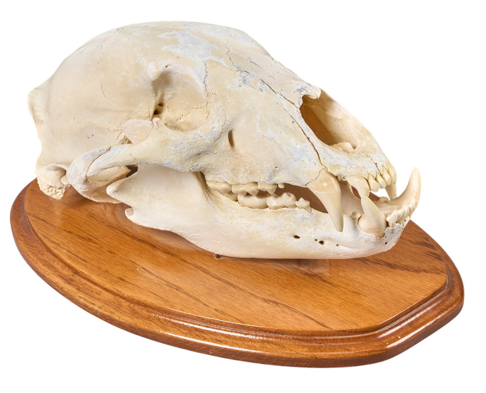 Brown Bear Skull (1 of 3)