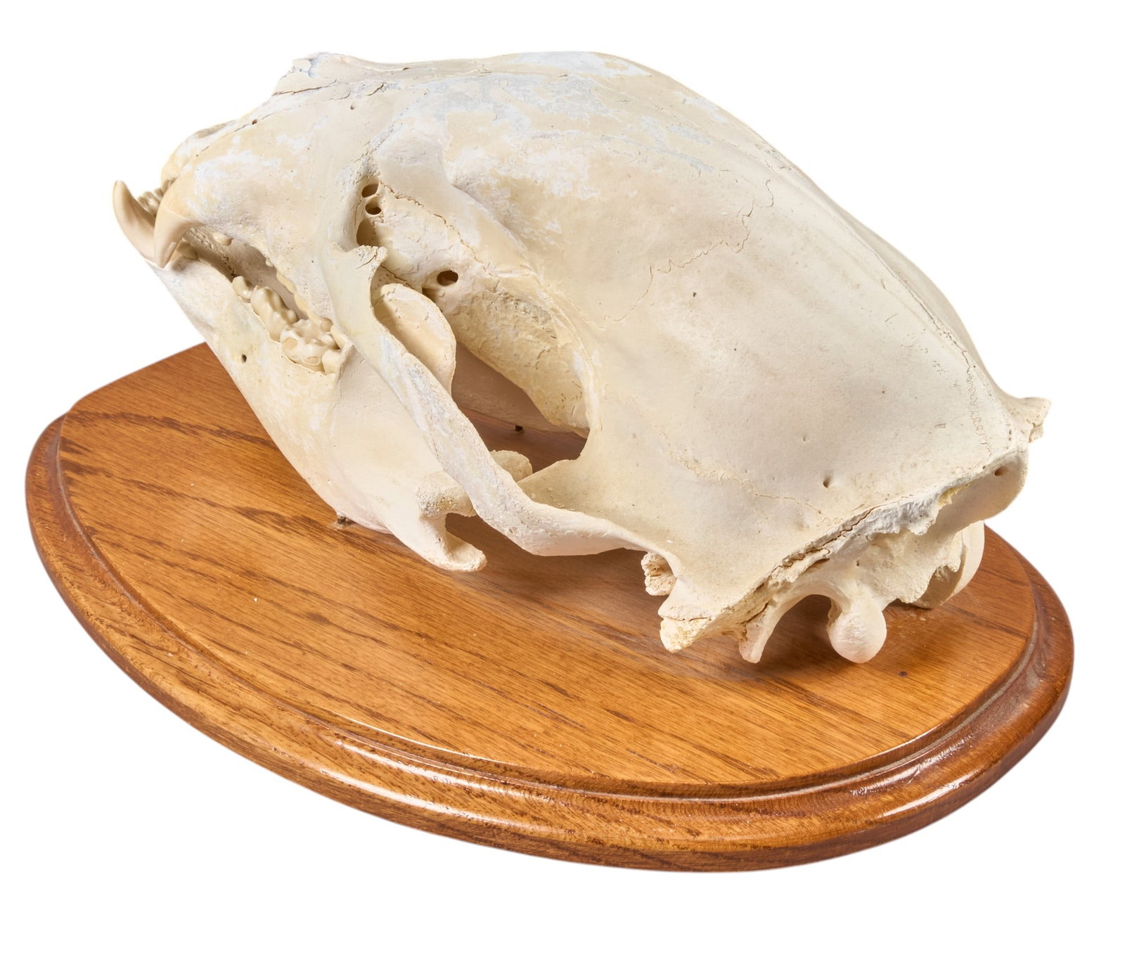 Brown Bear Skull - 3