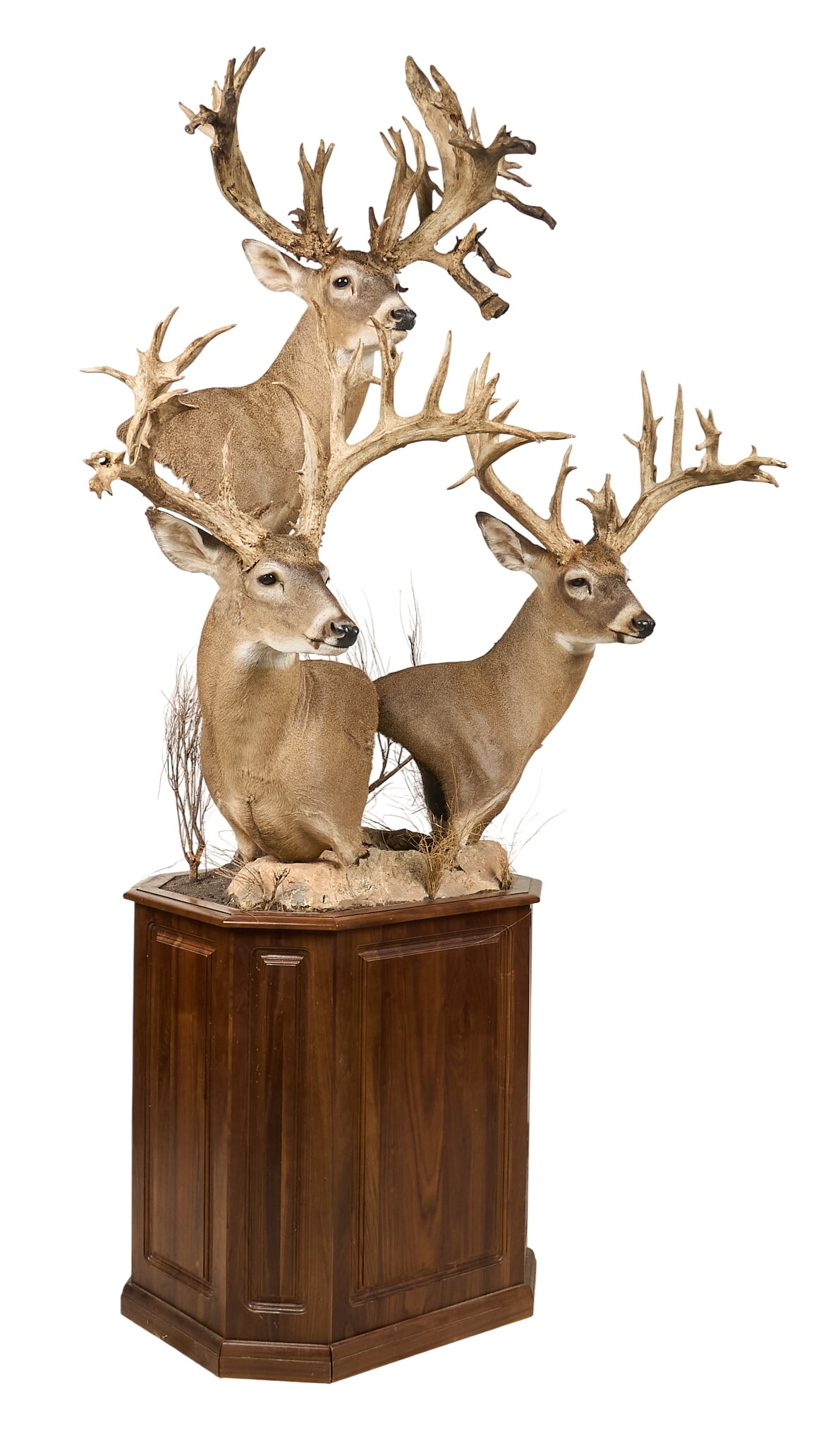 Atypical Whitetail Deer Trio Shoulder Mount Display: Whitetail deer trio shoulder mount display on wooden pedestal base height 102.5 in. x width 57 in. x depth 42 in. Provenance: Property from a home in Port Aransas, Texas 
