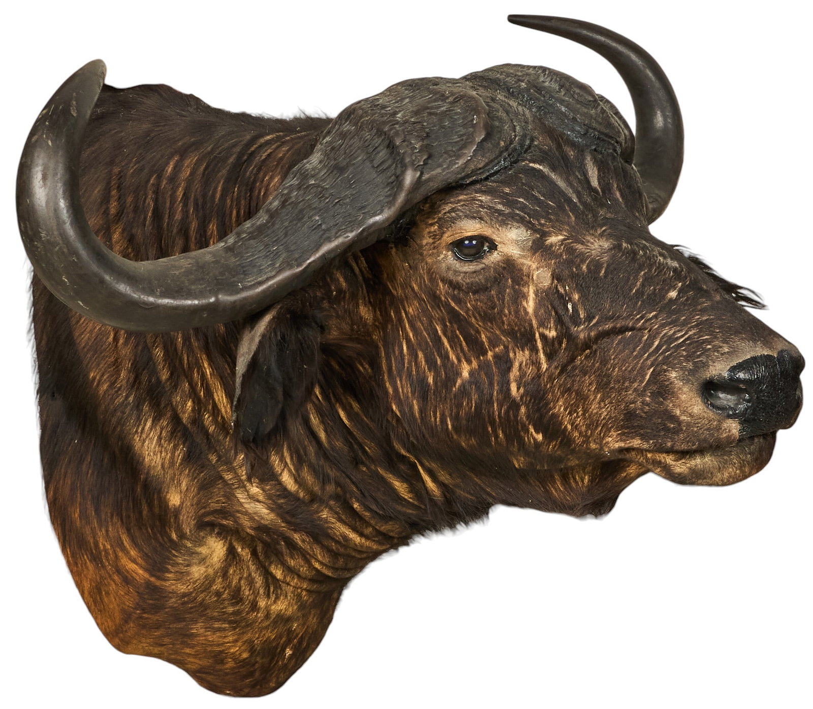 Water Buffalo Shoulder Mount (1 of 5)