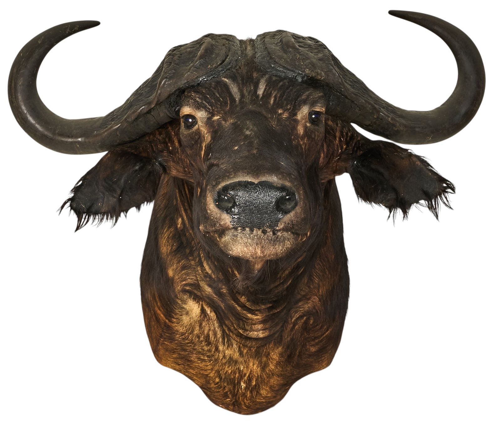 Cape Buffalo Shoulder Mount - 2