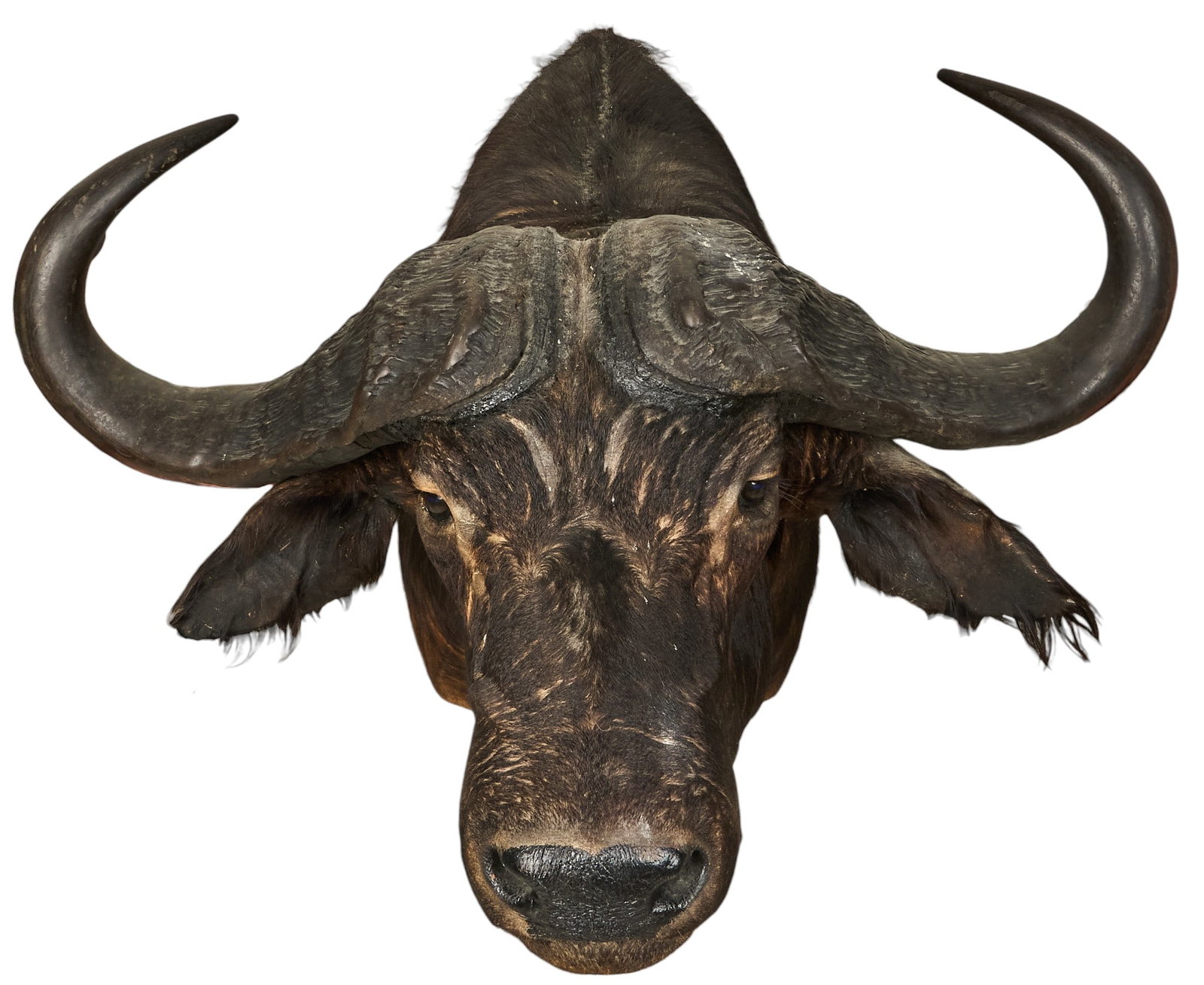 Cape Buffalo Shoulder Mount - 3