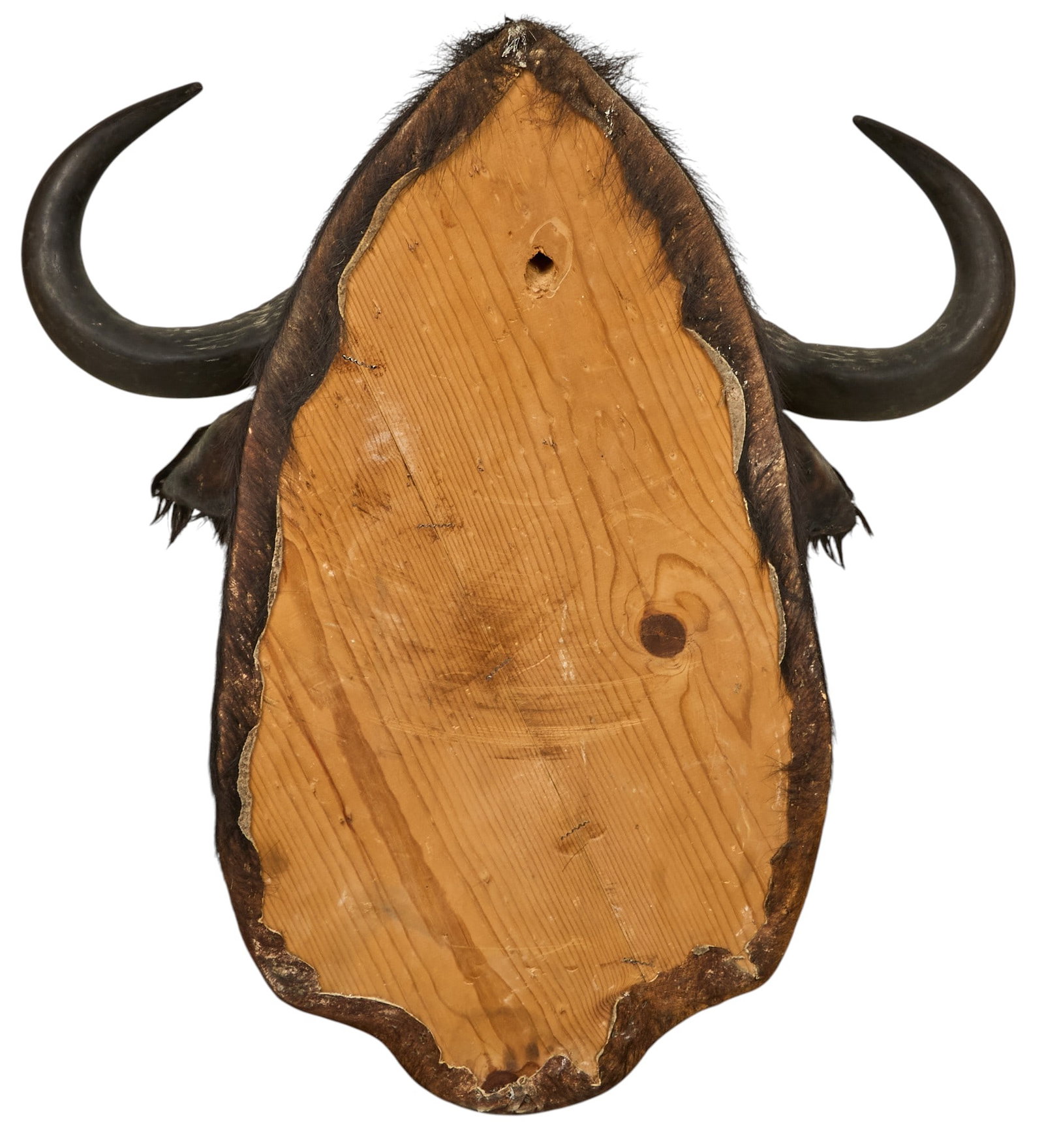 Cape Buffalo Shoulder Mount - 4
