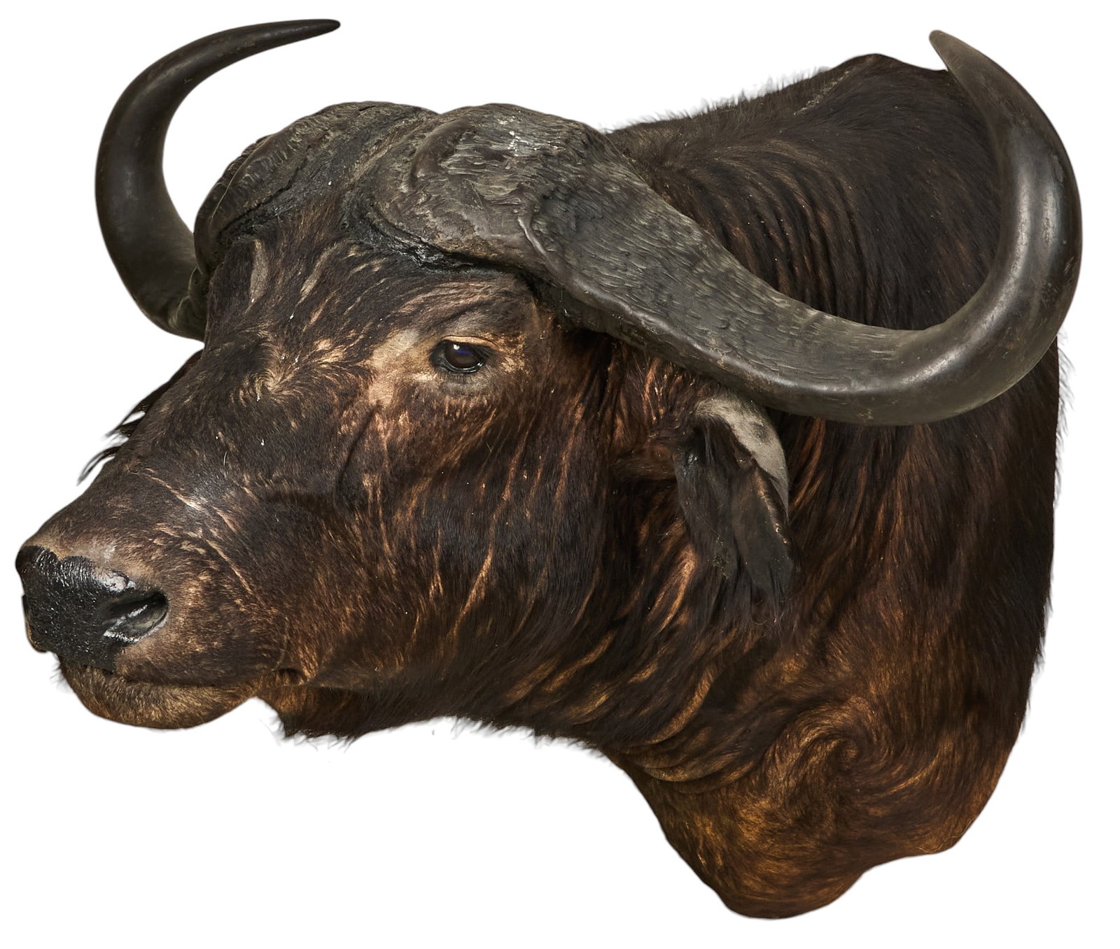 Cape Buffalo Shoulder Mount - 5