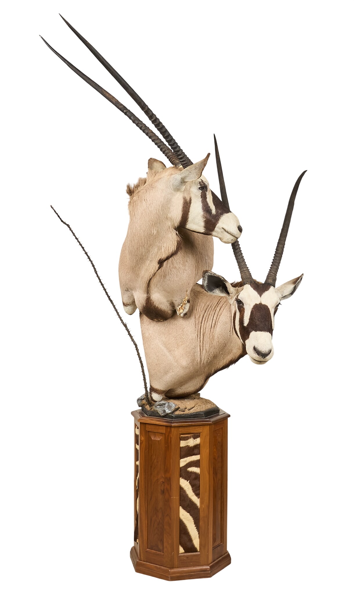 Gemsbok Pair Shoulder Mount: Gemsbok pair shoulder mount taxidermy on wooden pedestal base, with hide inserts height 102.5 in. x width 65 in. x depth 39 in. Provenance: Property from a home in Port
