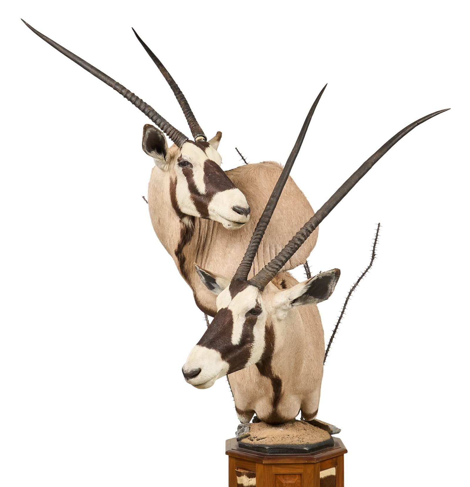 Gemsbok Pair Shoulder Mount - 2