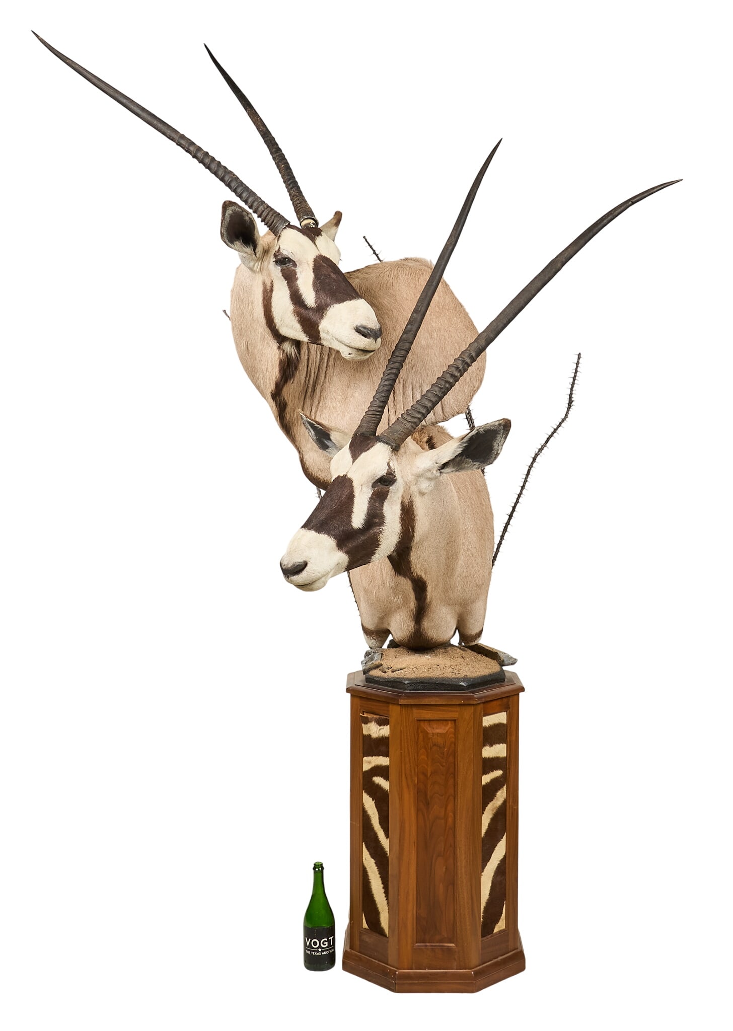 Gemsbok Pair Shoulder Mount - 3