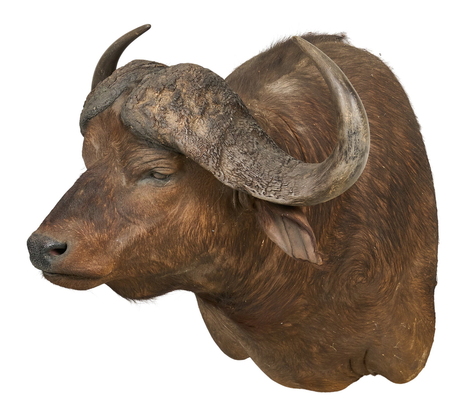 Water Buffalo Shoulder Mount (1 of 4)