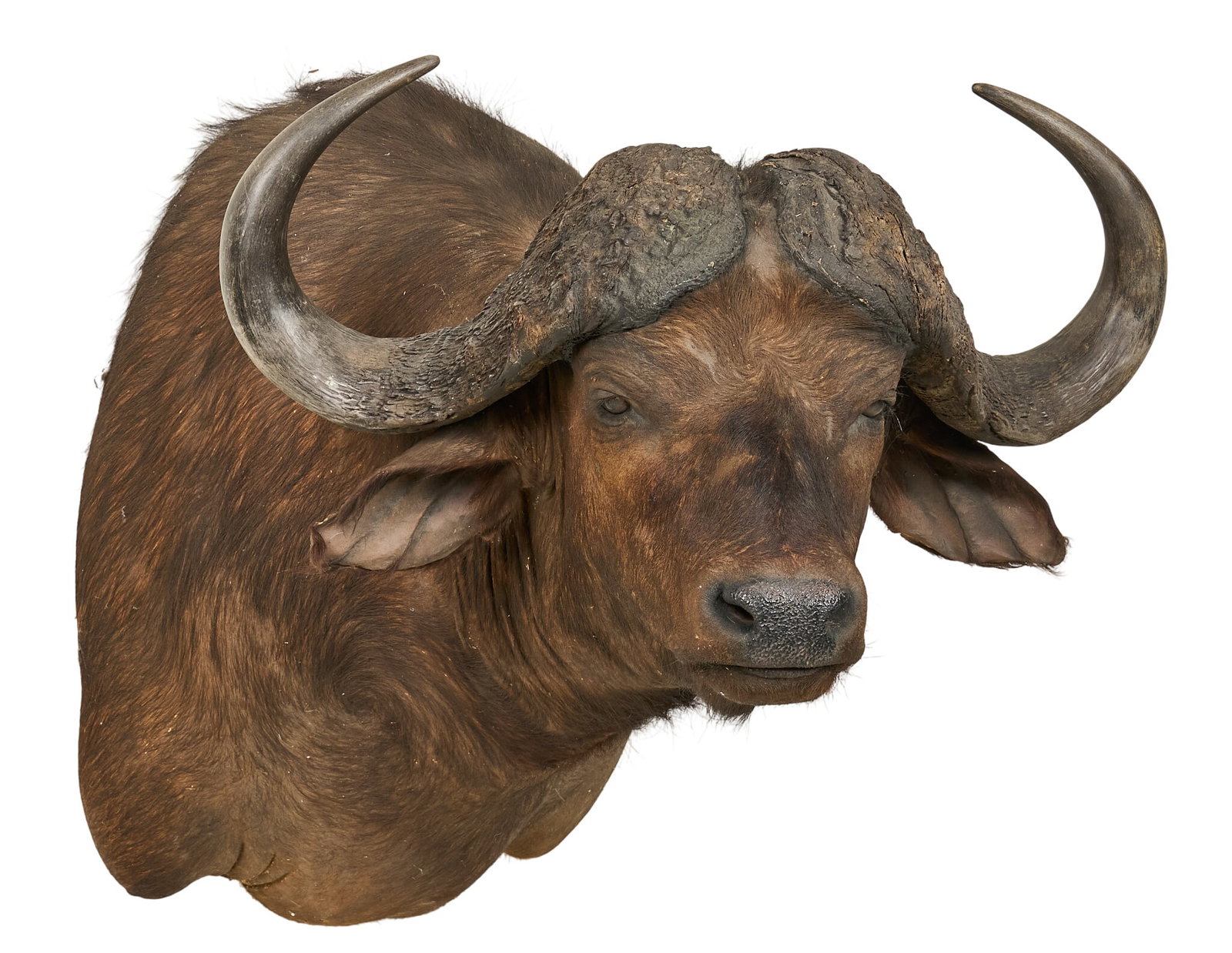 Cape Buffalo Shoulder Mount - 2