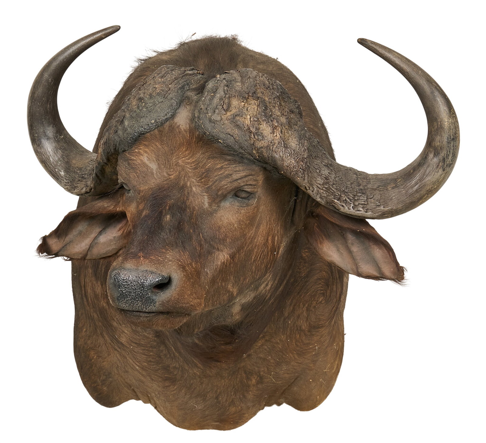 Cape Buffalo Shoulder Mount - 3