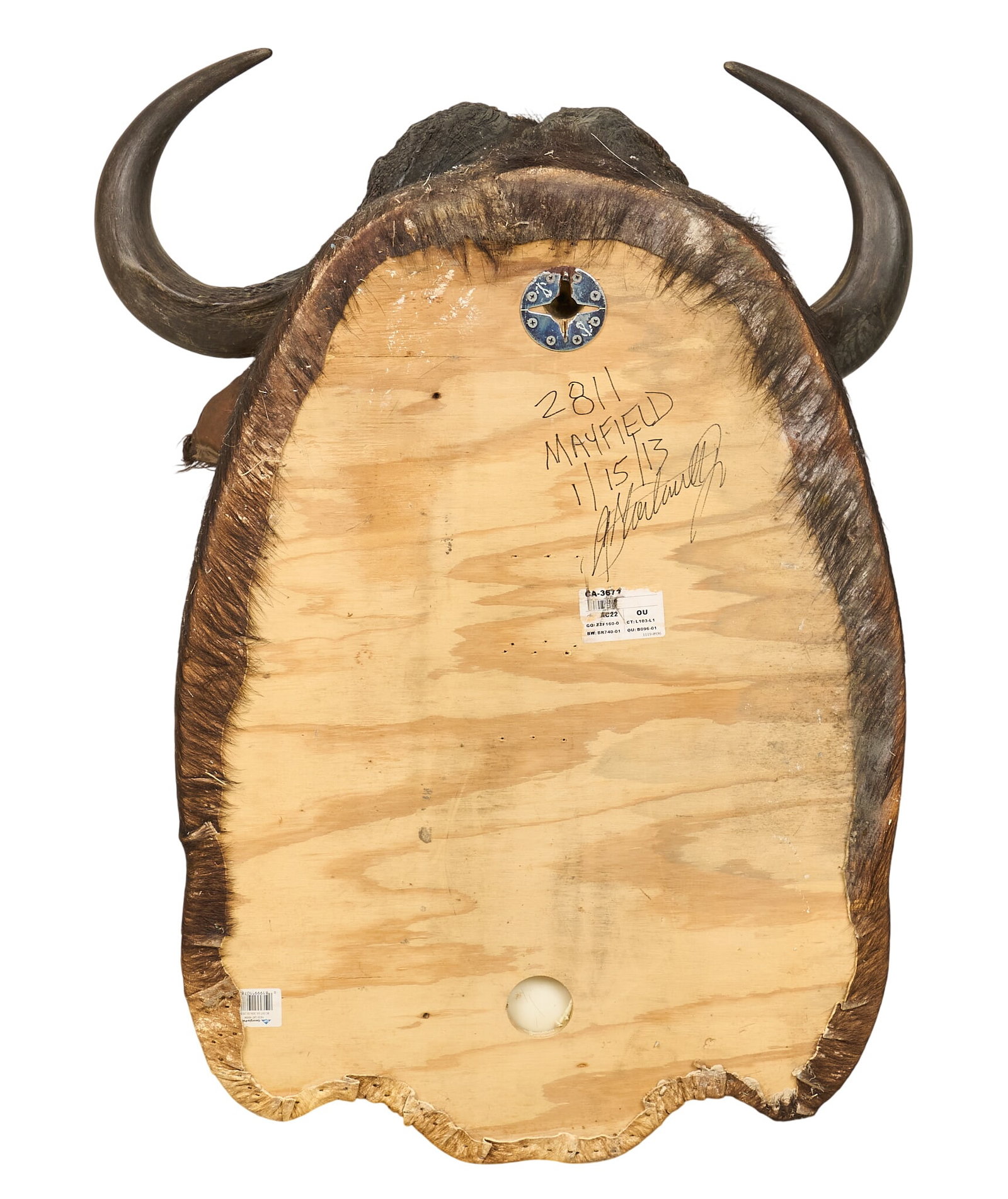 Cape Buffalo Shoulder Mount - 4