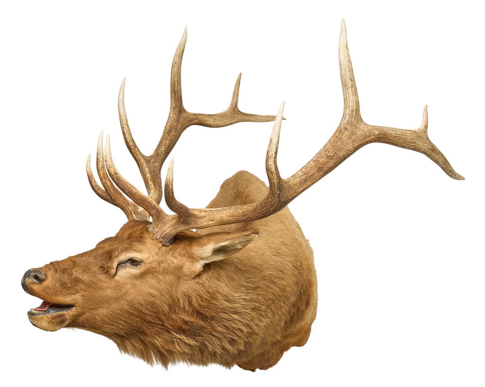Elk Shoulder Mount: Elk shoulder mount height 50 in. x width 56 in. x depth 43.5 in. Provenance: Property from a home in San Antonio, Texas 