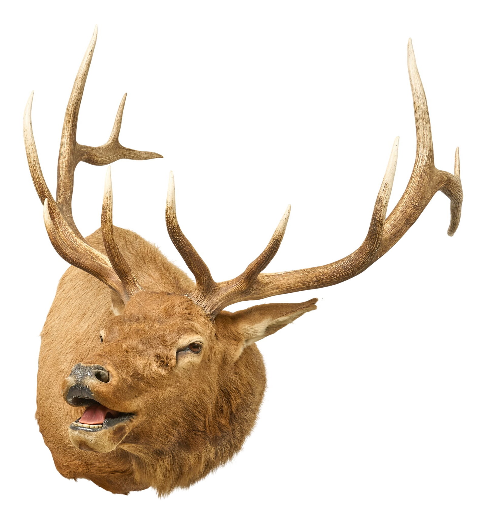 Elk Shoulder Mount - 2
