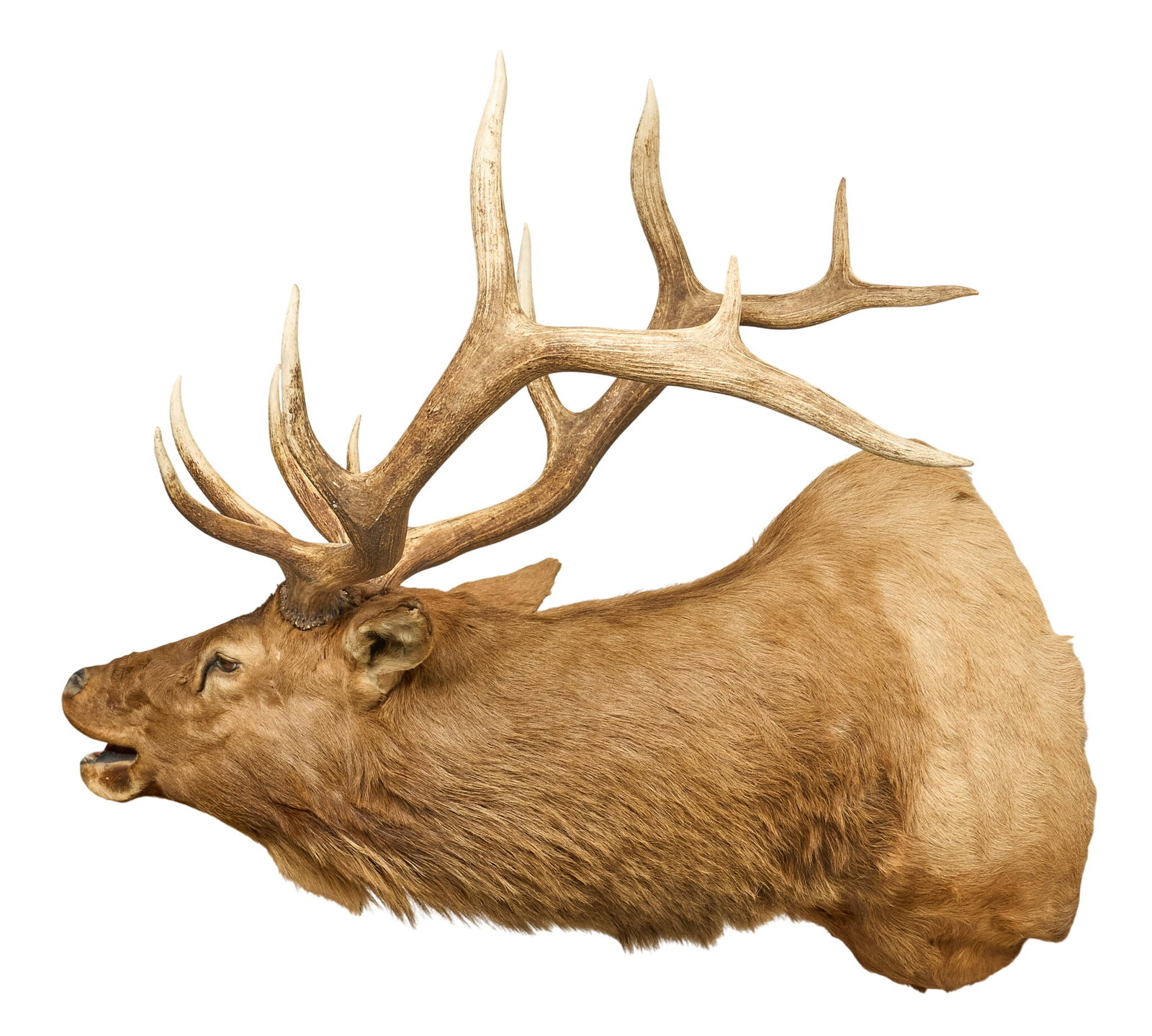 Elk Shoulder Mount - 3