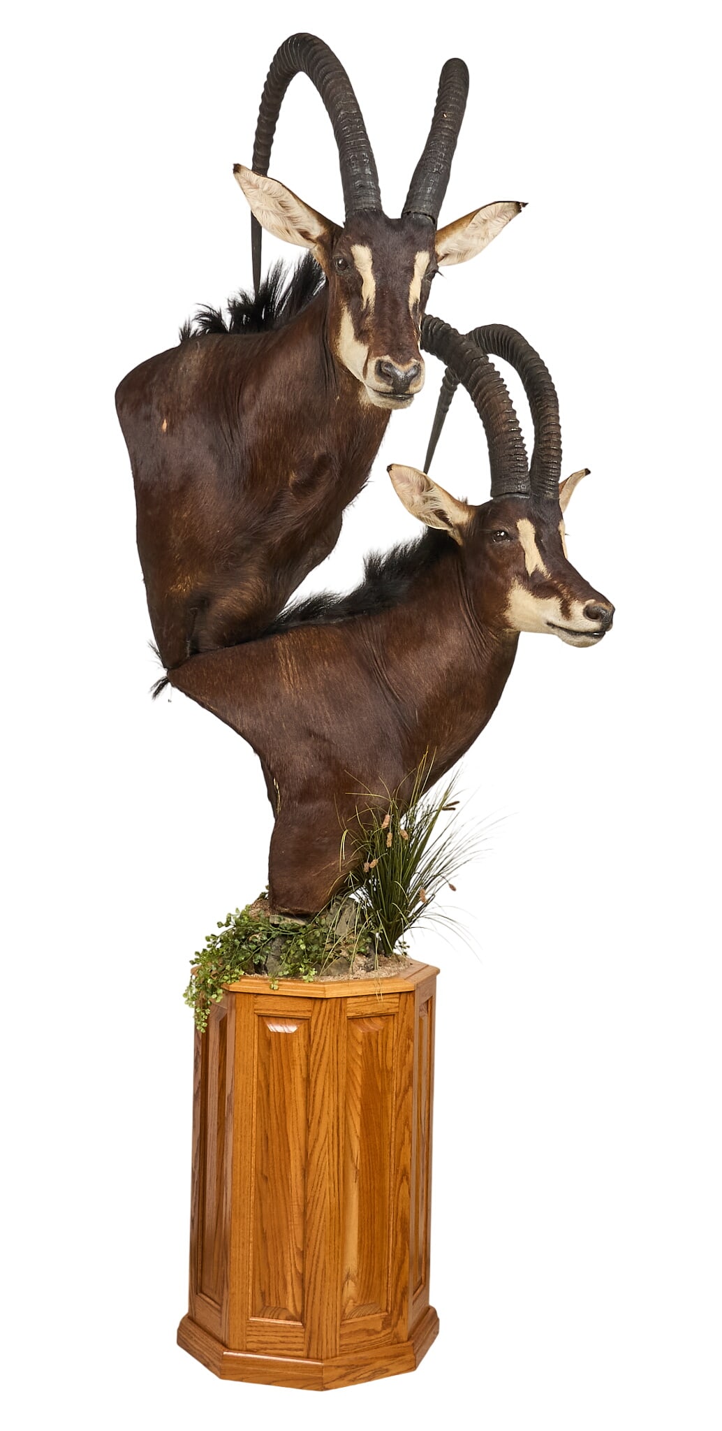 Sable Antelope Pair Shoulder Mount: Sable antelope pair shoulder mount taxidermy on wooden pedestal base height 101 in. x width 45 in. x depth 42 in. Provenance: Property from a home in Port Aransas,