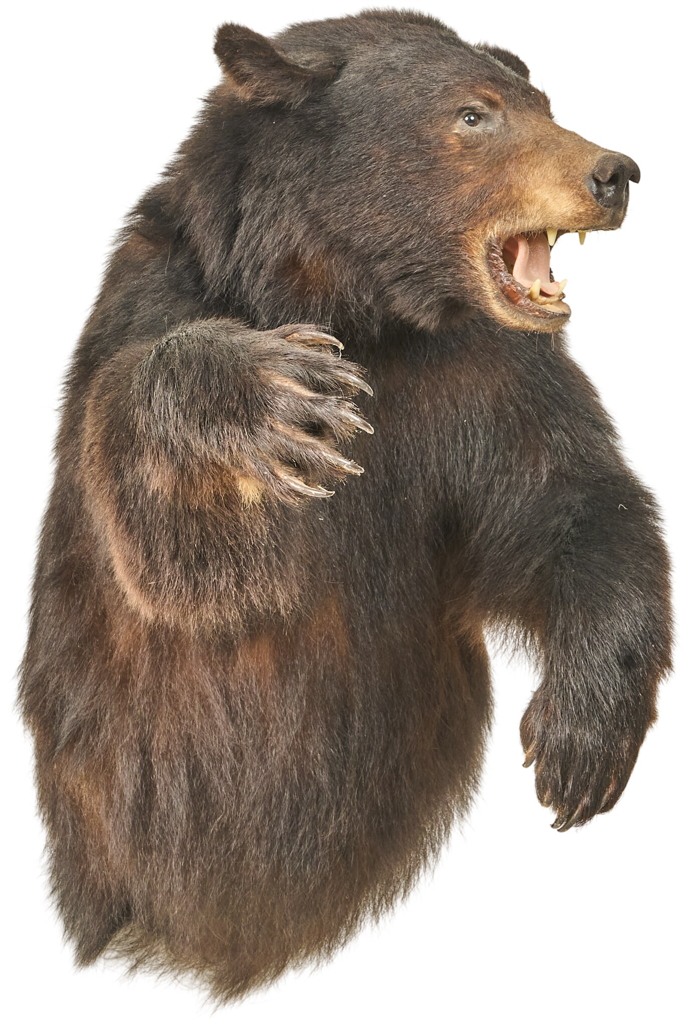Partial Body Bear Mount (1 of 4)