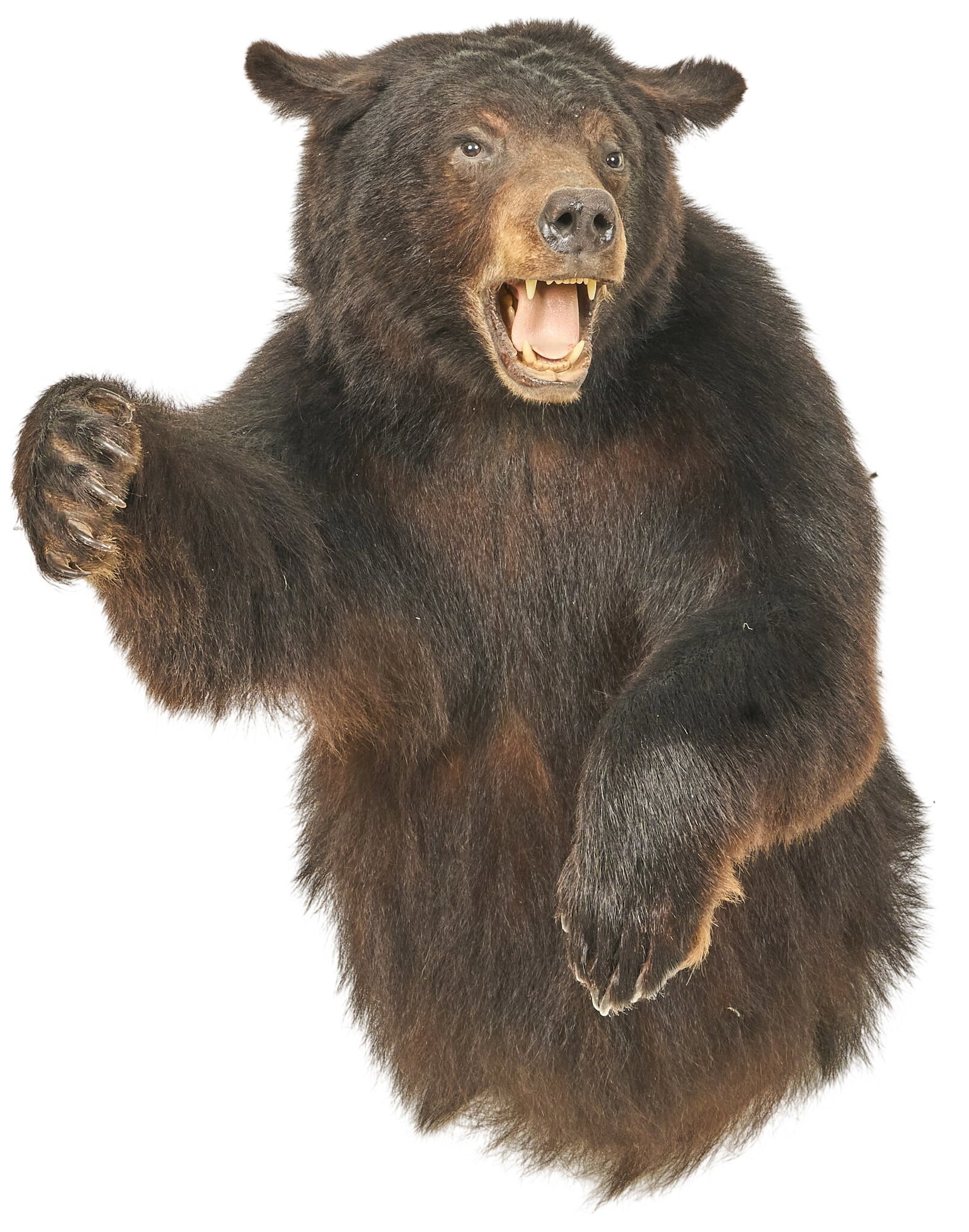 Partial Body Bear Mount - 2