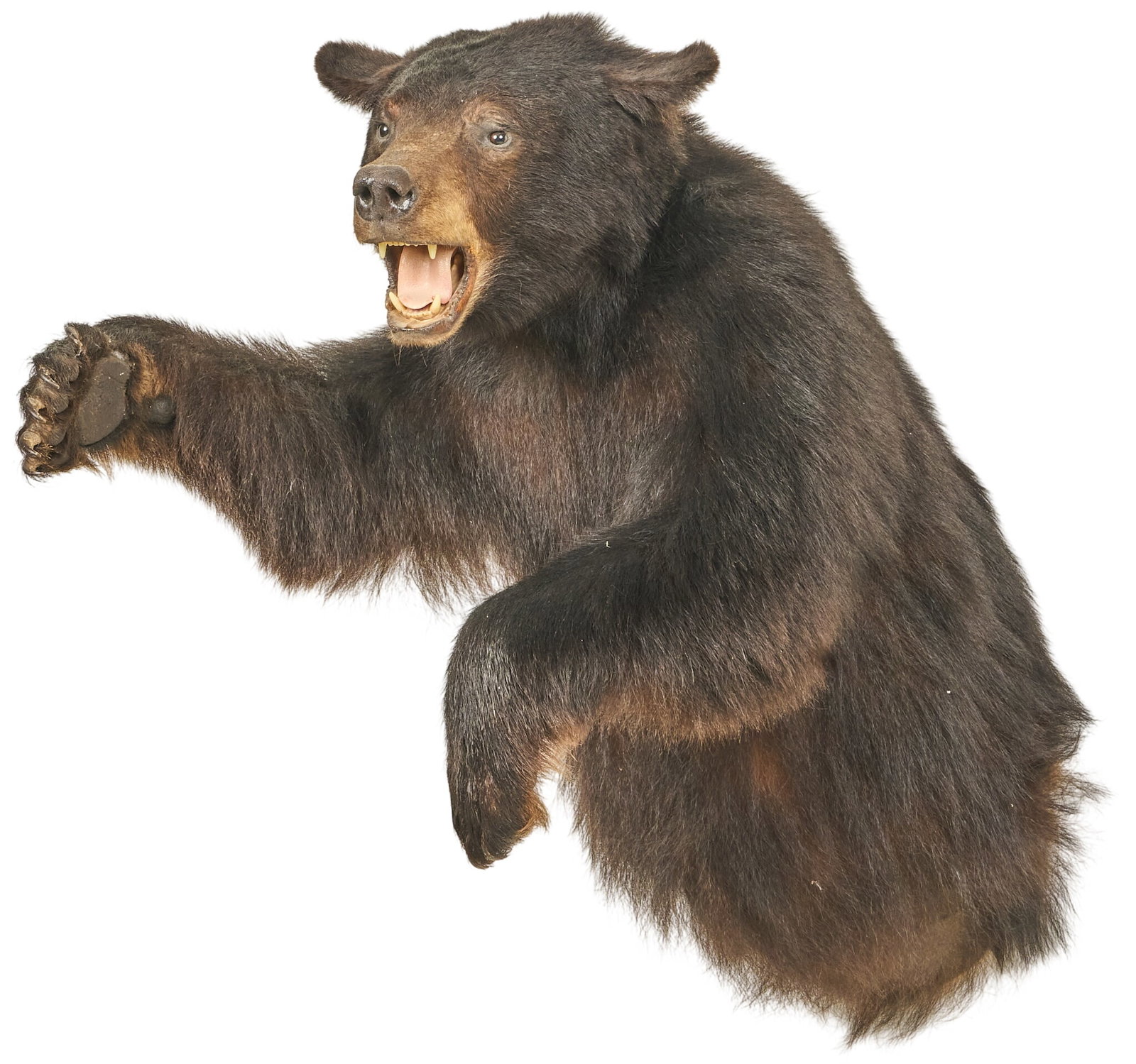Partial Body Bear Mount - 3