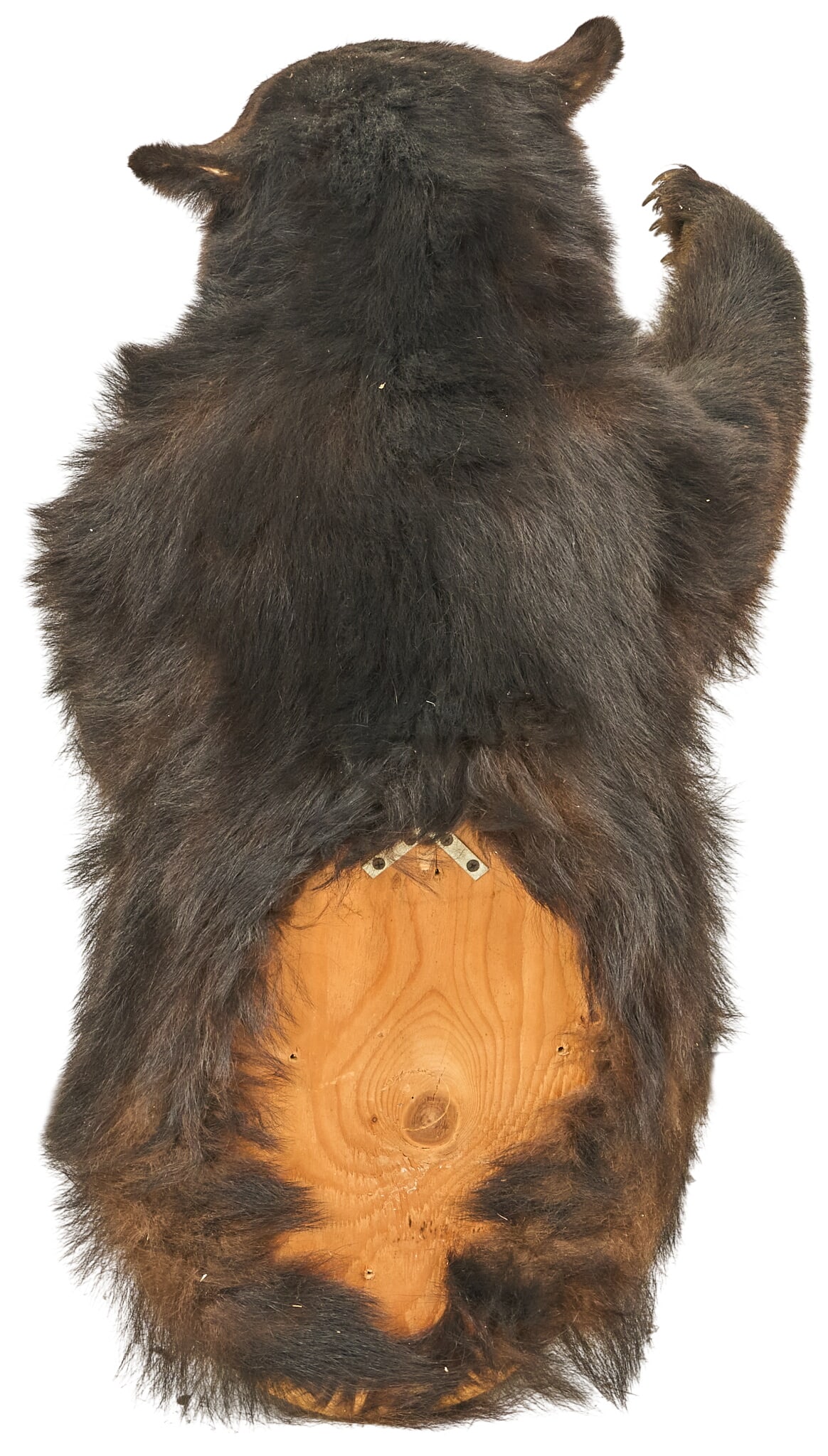 Partial Body Bear Mount - 4