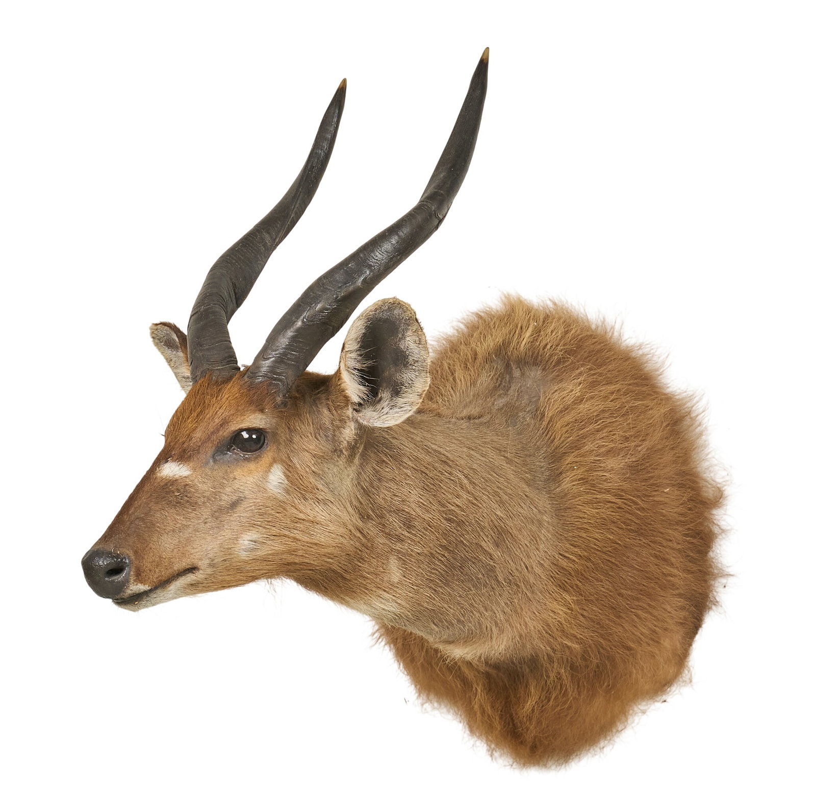 Bongo Shoulder Mount: Bongo shoulder mount taxidermy height 26 in. x width 13 in. x depth 27 in. Provenance: Property from a home in Port Aransas, Texas 