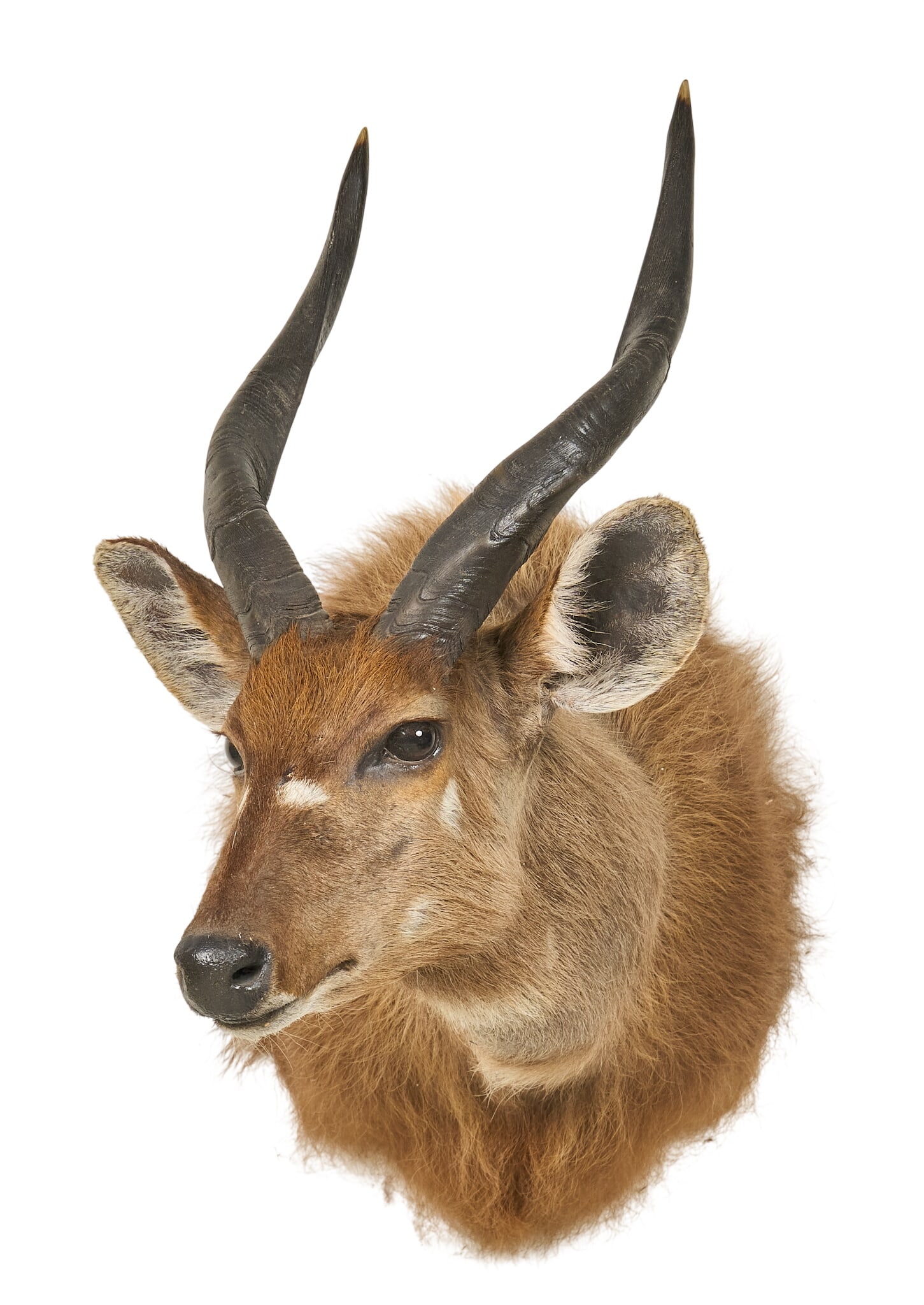 Bongo Shoulder Mount - 2