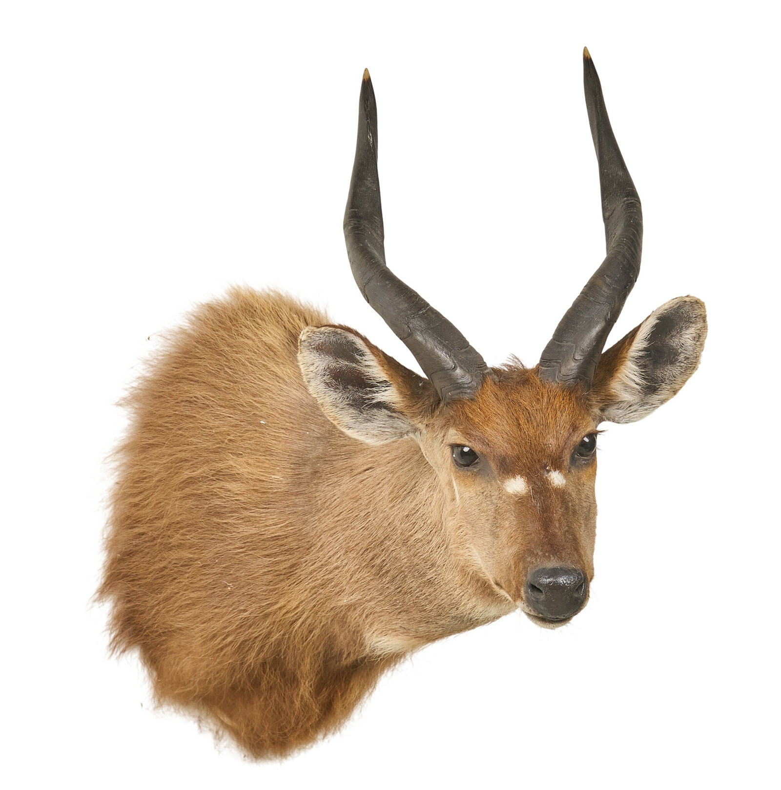 Bongo Shoulder Mount - 3