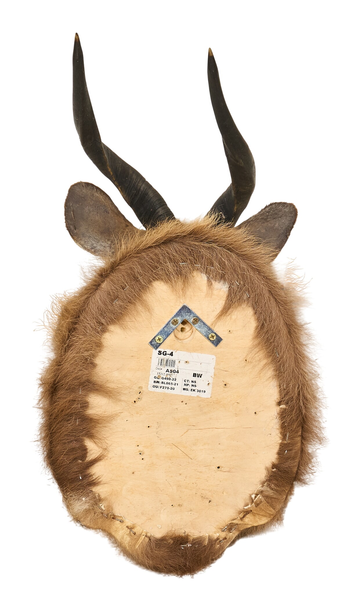 Bongo Shoulder Mount - 4