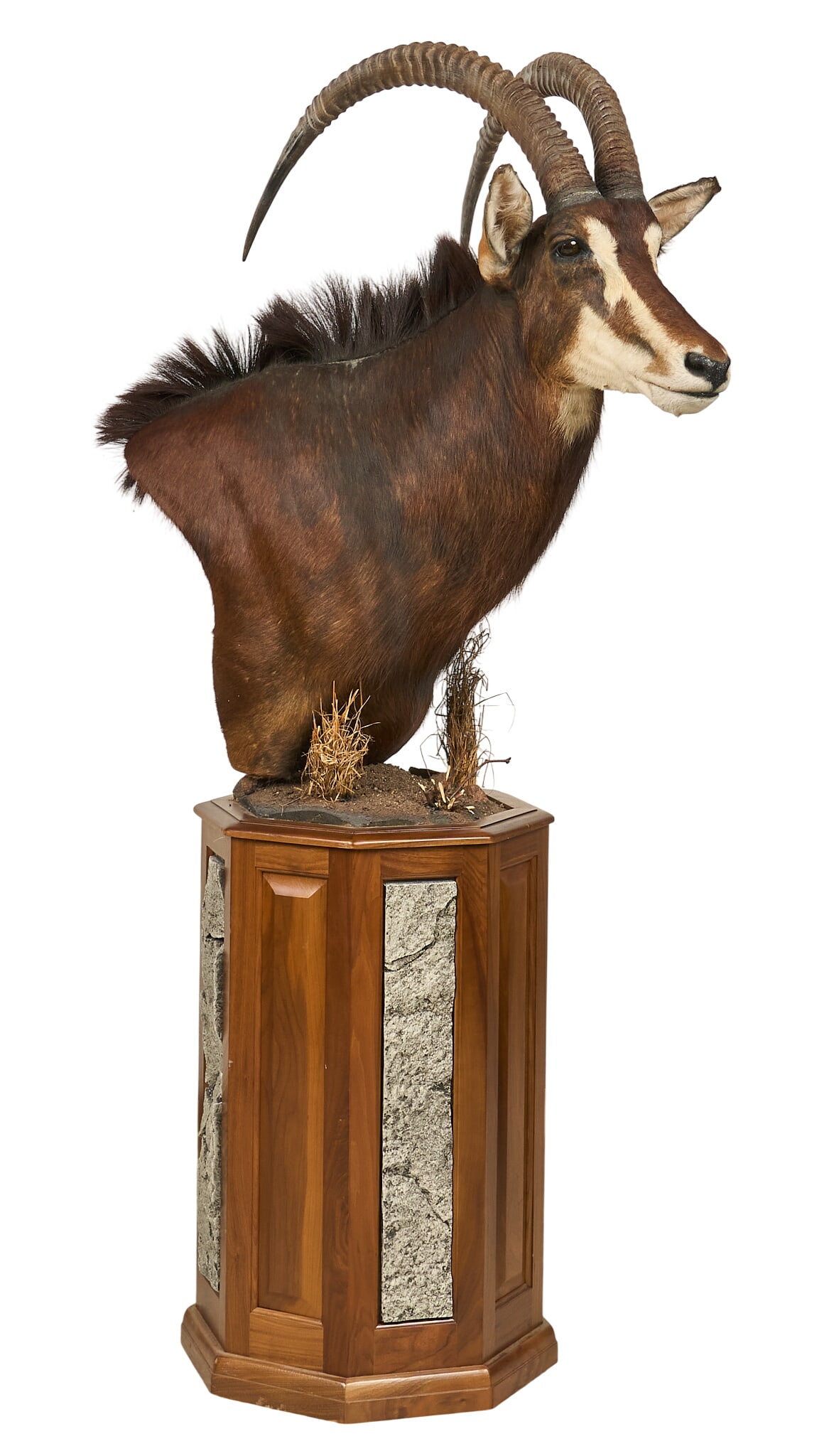 Sable Antelope Shoulder Mount on Pedestal (1 of 3)