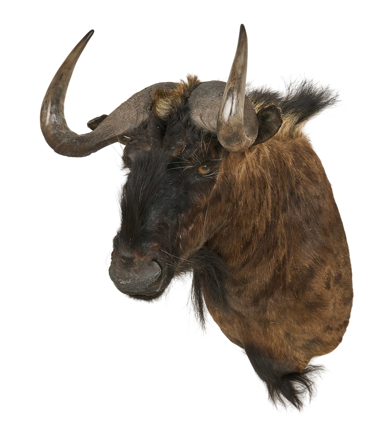 Wildebeest Shoulder Mount: Wildebeest shoulder mount taxidermy height 29 in. x width 17 in. x depth 28 in. Provenance: Property from a home in Port Aransas, Texas 