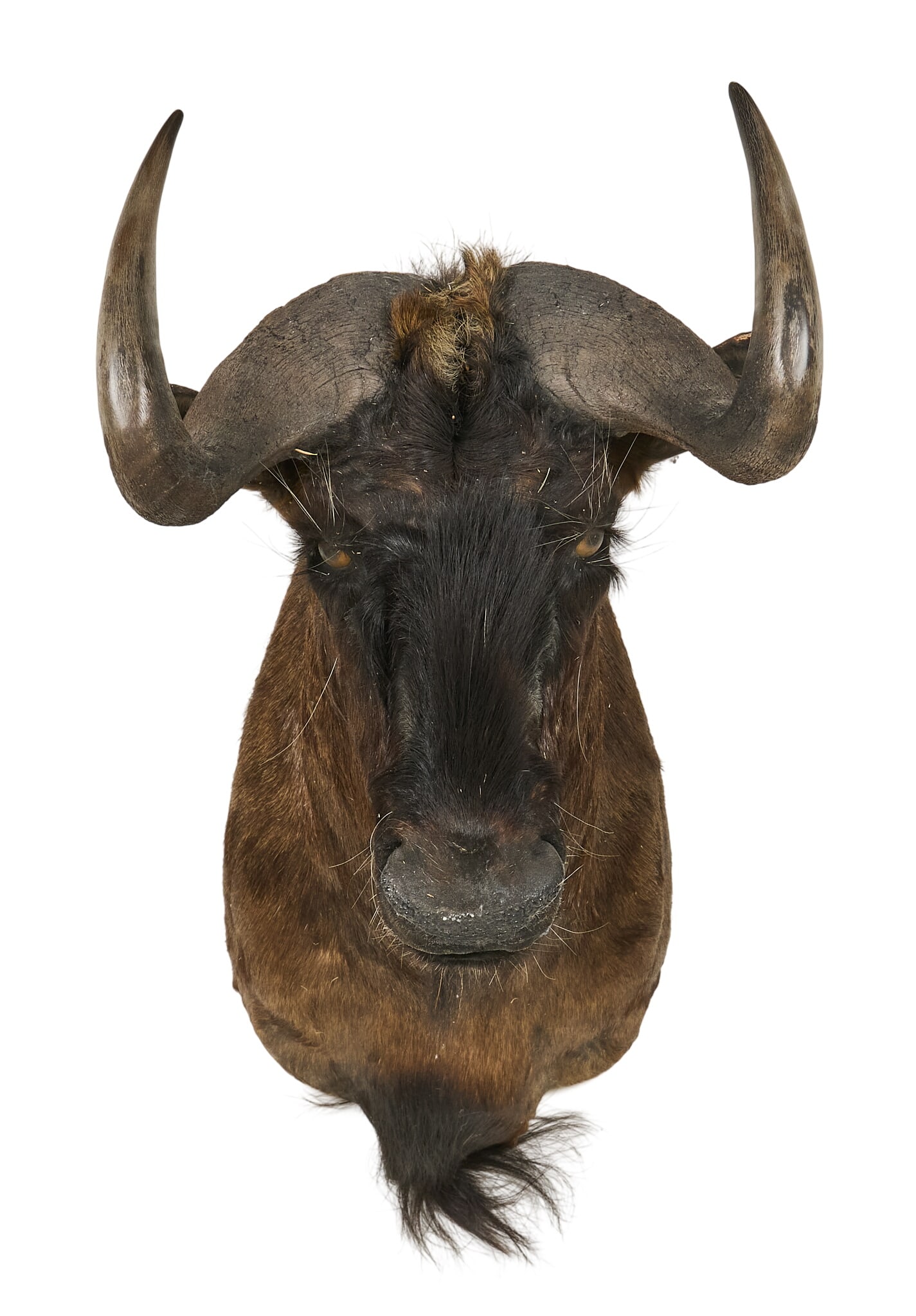 Wildebeest Shoulder Mount - 2