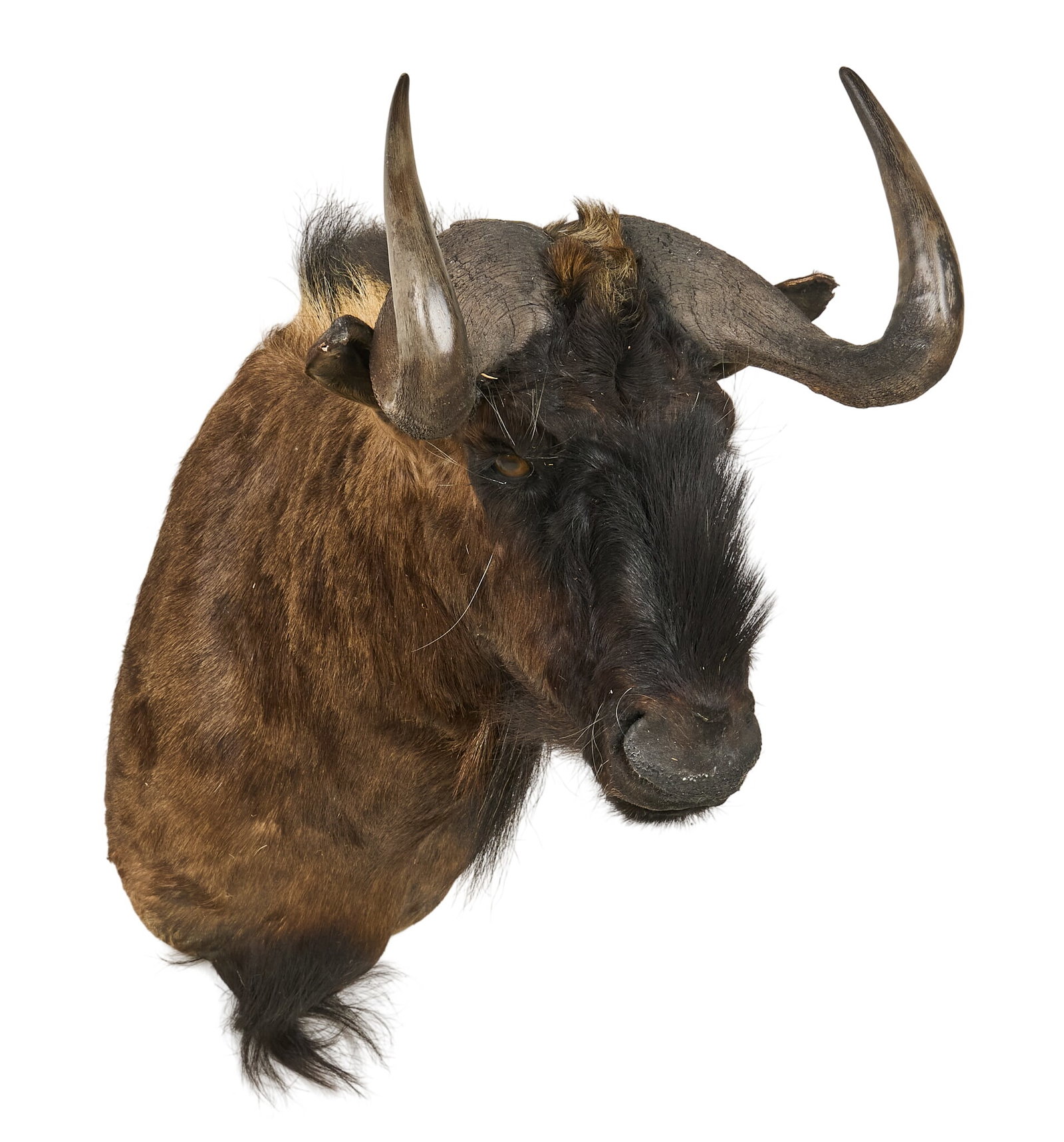 Wildebeest Shoulder Mount - 3