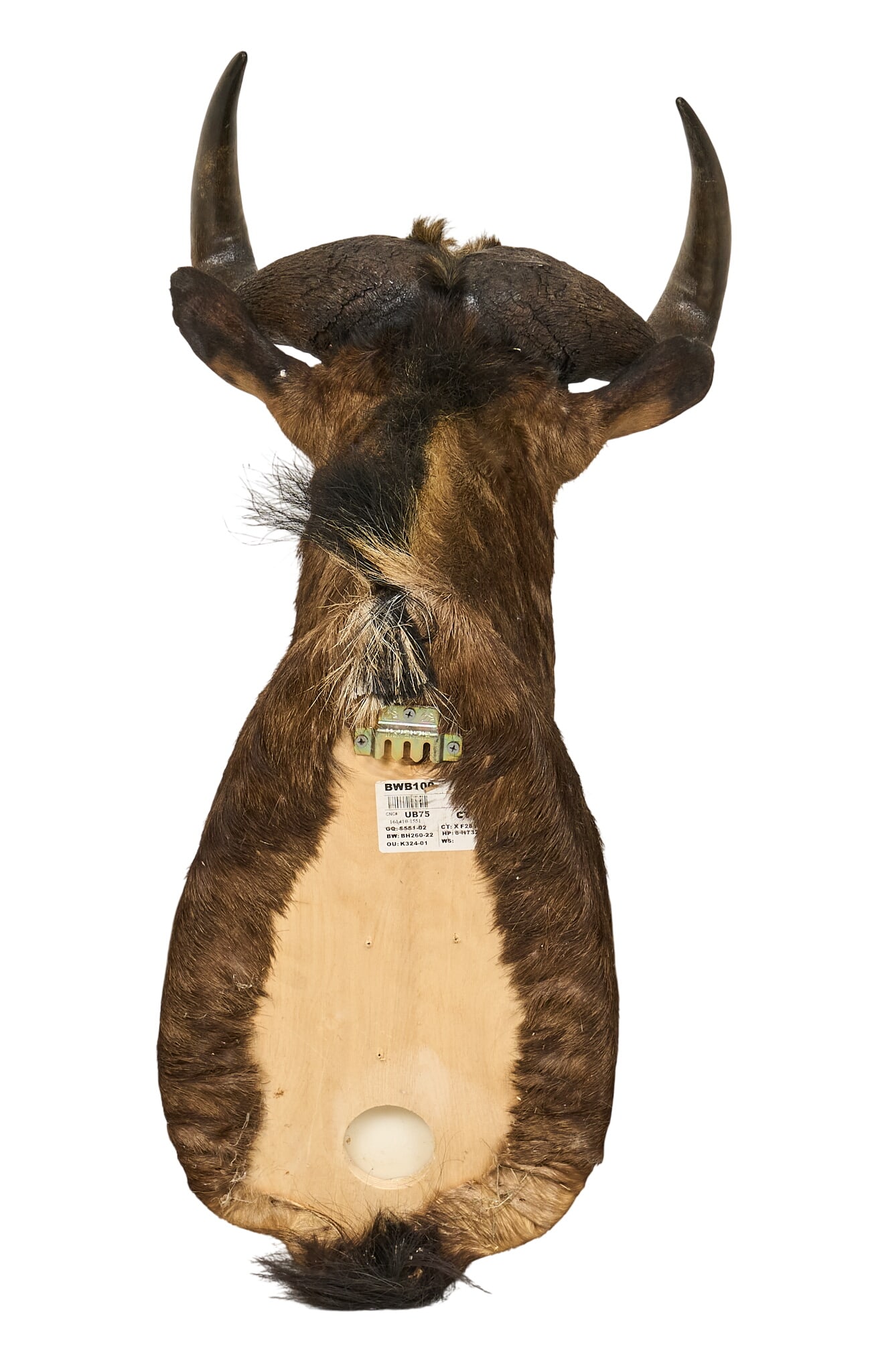 Wildebeest Shoulder Mount - 4