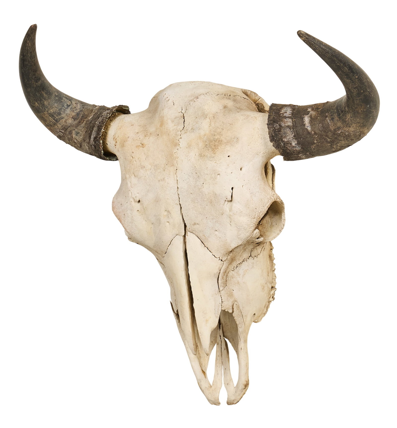 Buffalo Skull: Buffalo skull height 25 1/2 in. x width 24 in. x depth 9 1/2 in. Provenance: Property from a San Antonio, Texas collector of vintage and antique Western items