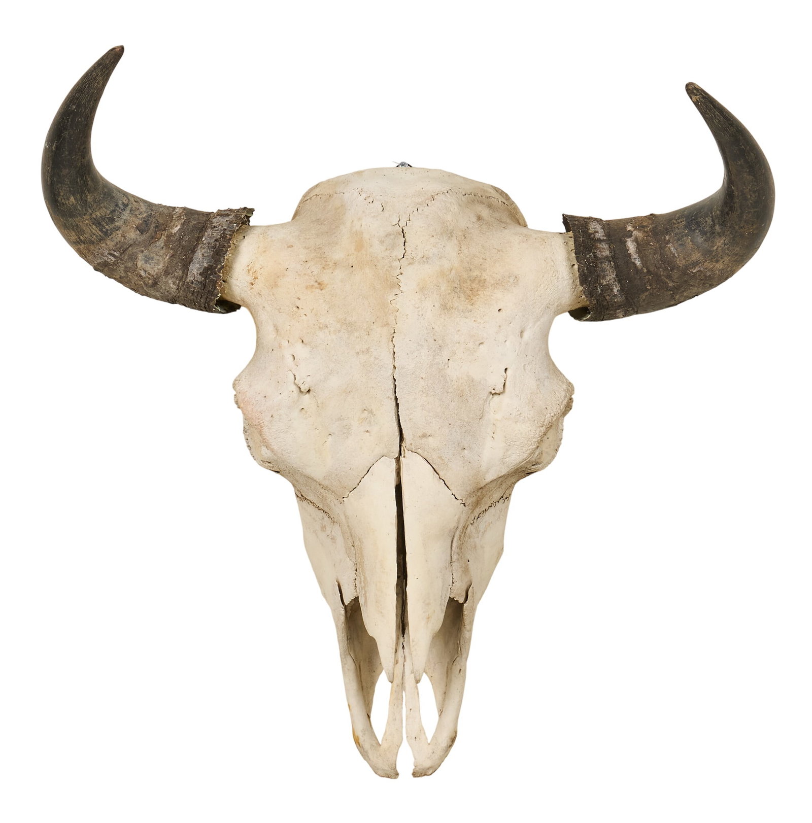 Buffalo Skull - 2