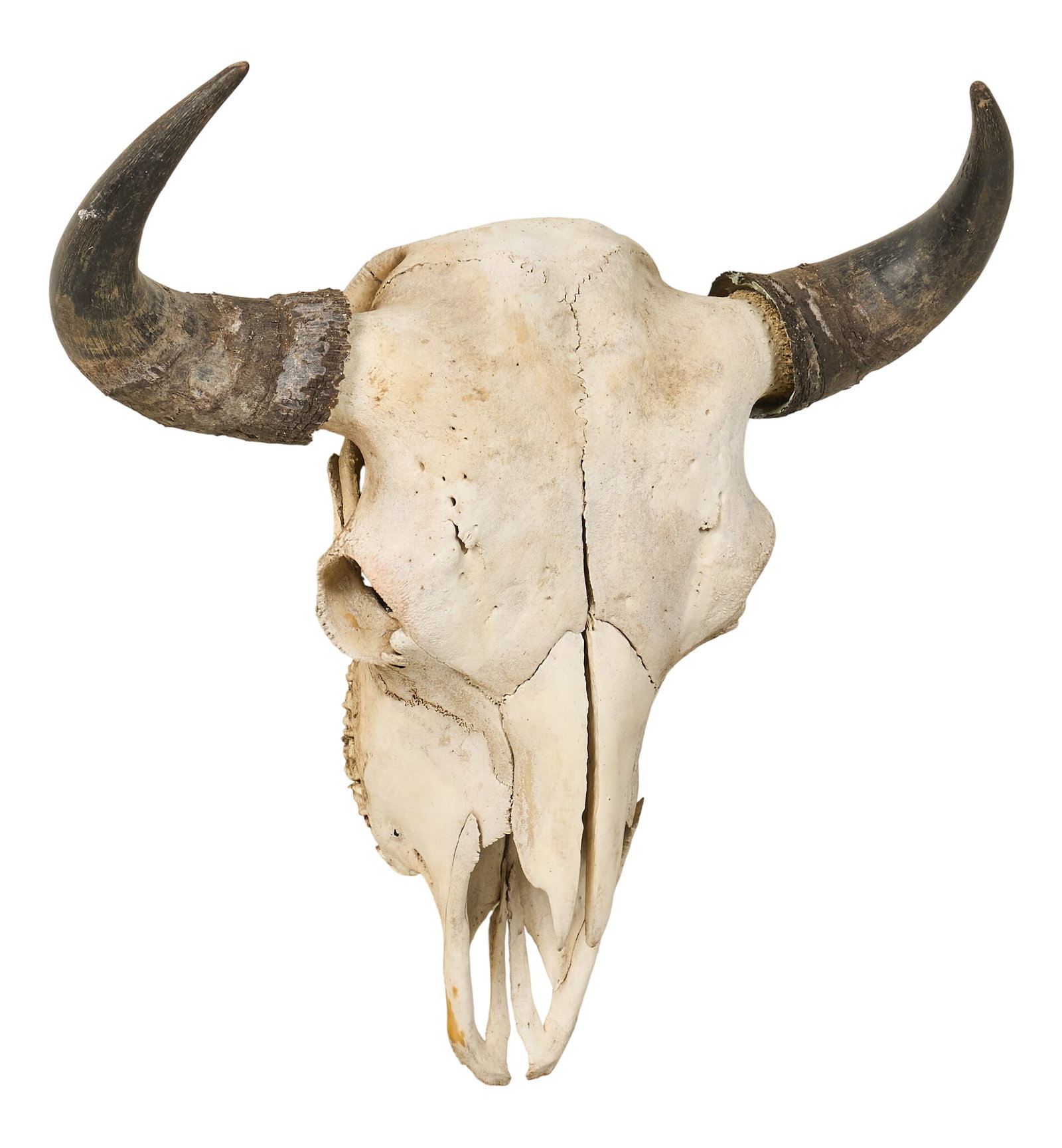 Buffalo Skull - 3