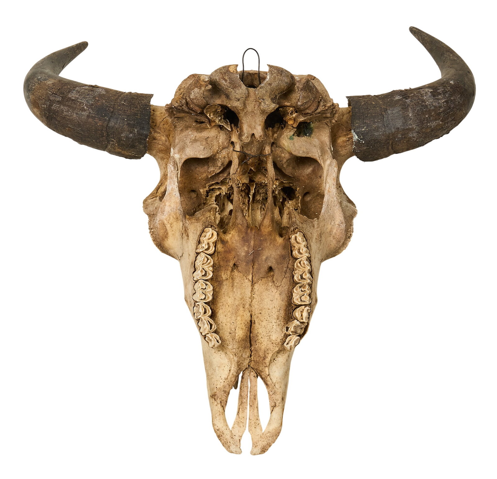 Buffalo Skull - 4