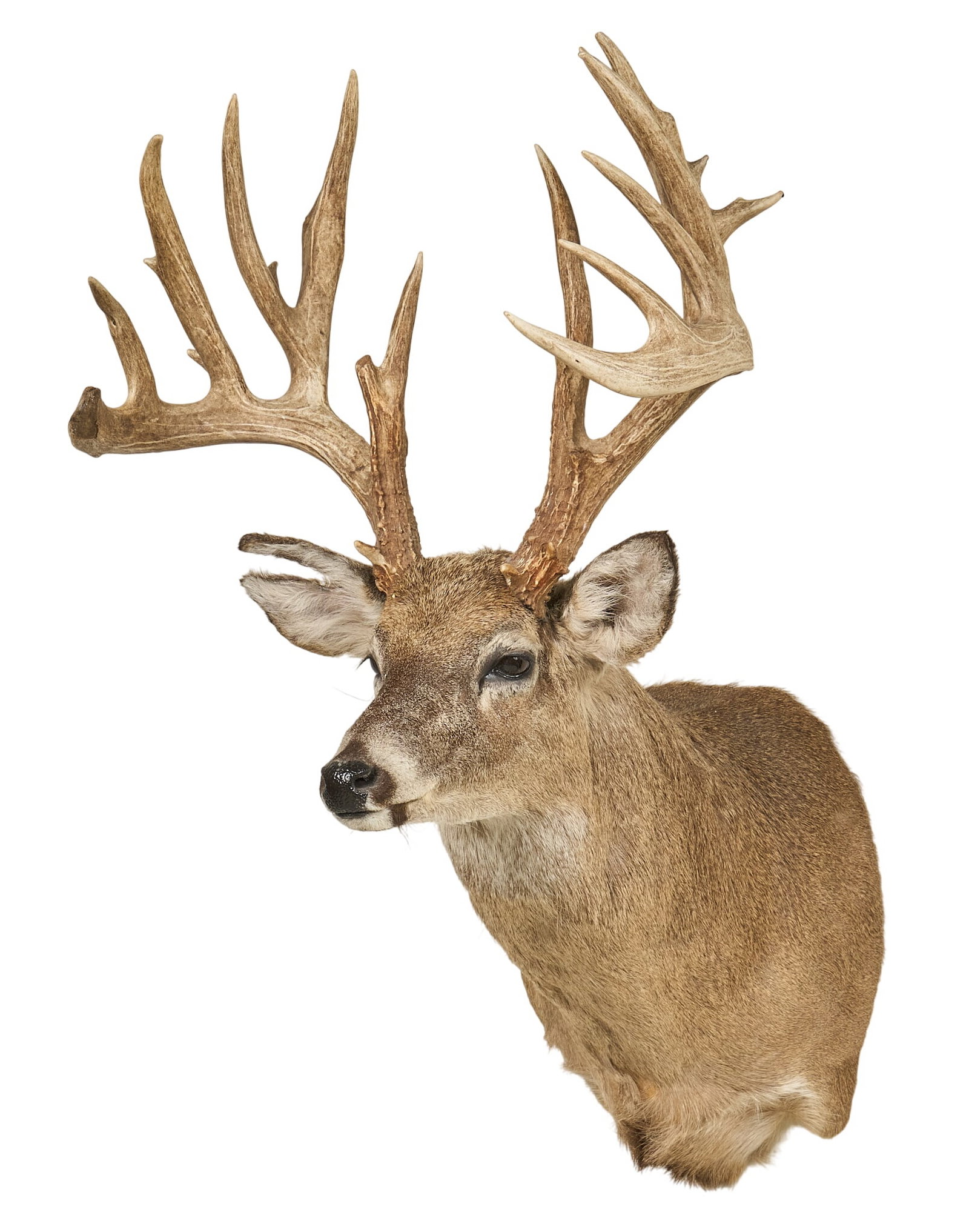 White Tail Deer Shoulder Mount (1 of 4)