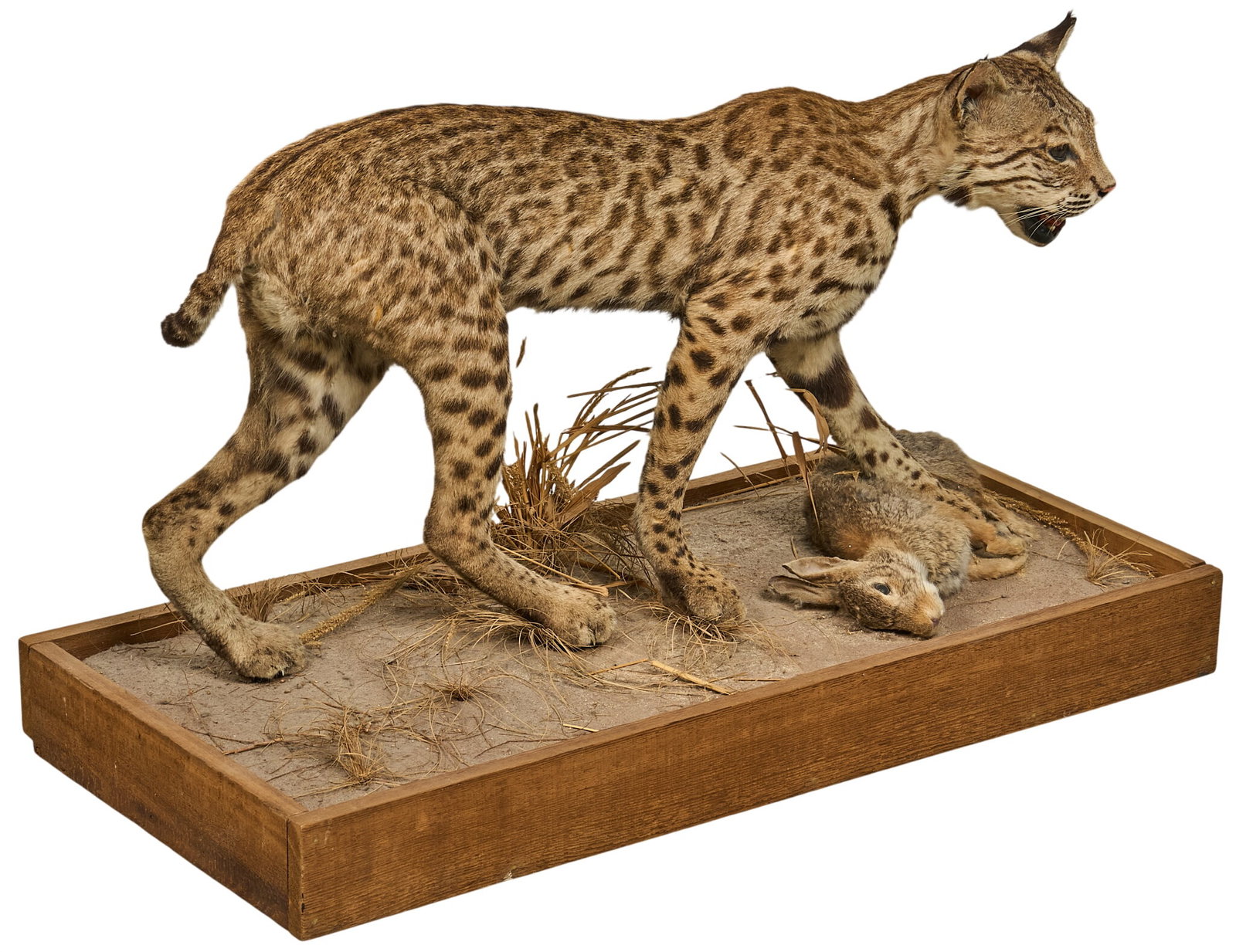 Full Size Bobcat Display Mount: Full-size bobcat taxidermy mount on habitat display with natural foliage and slain hare height 20 in. x width 32.5 in. x depth 15.5 in. Provenance: Property from a home in San Antonio, Tex