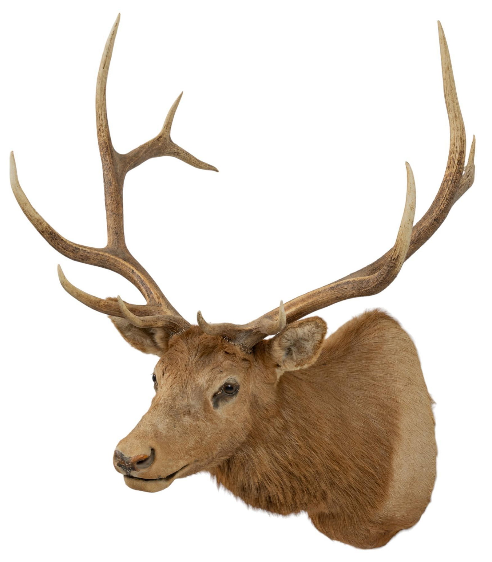 Elk Shoulder Mount: Elk taxidermy wall mount height 60 in. x width 40 in. x depth 48 in. Provenance: Property from a home in San Antonio, TX