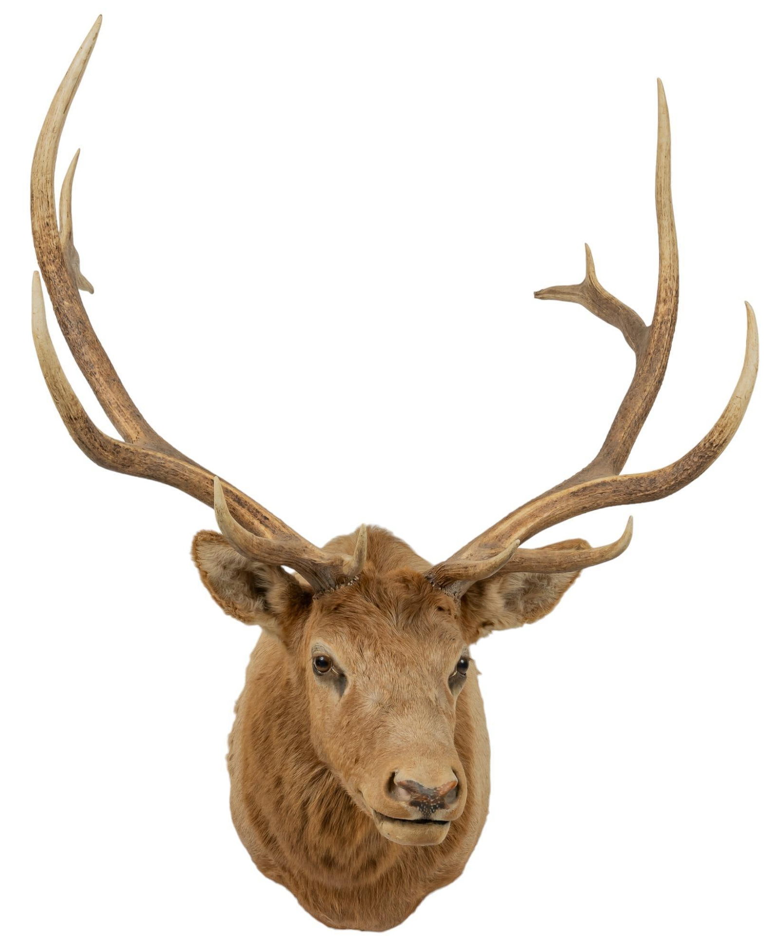 Elk Shoulder Mount - 2