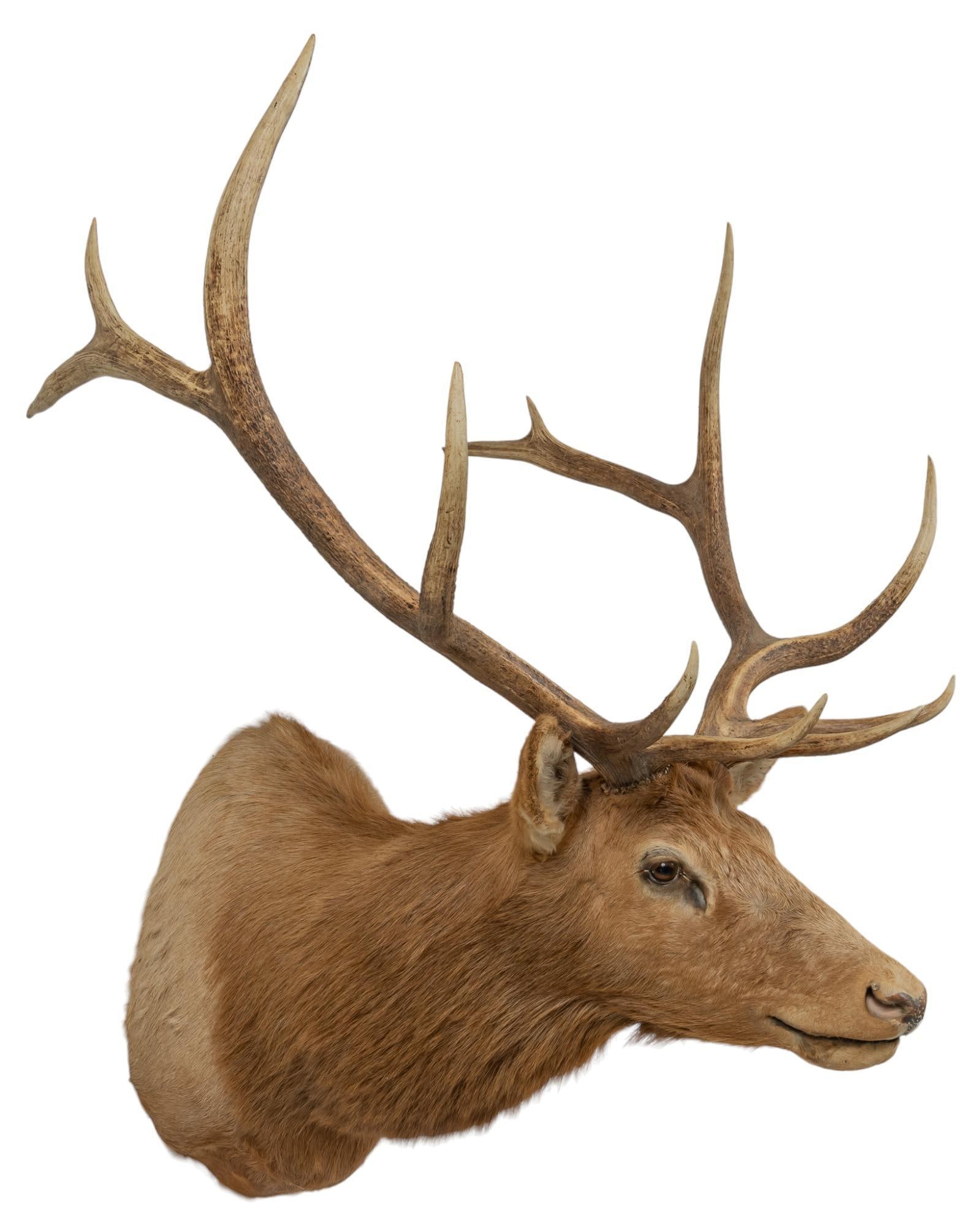 Elk Shoulder Mount - 3