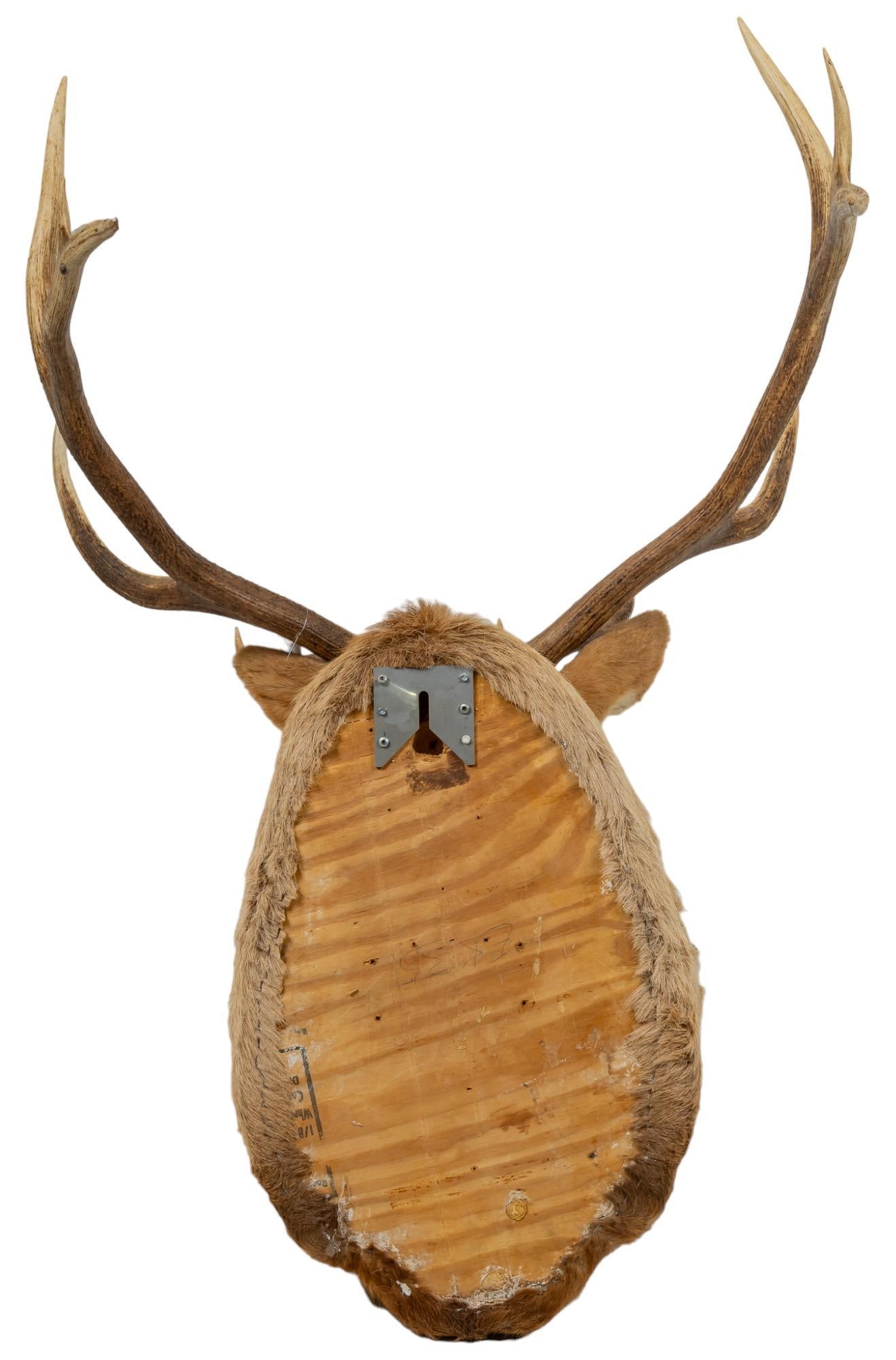 Elk Shoulder Mount - 4