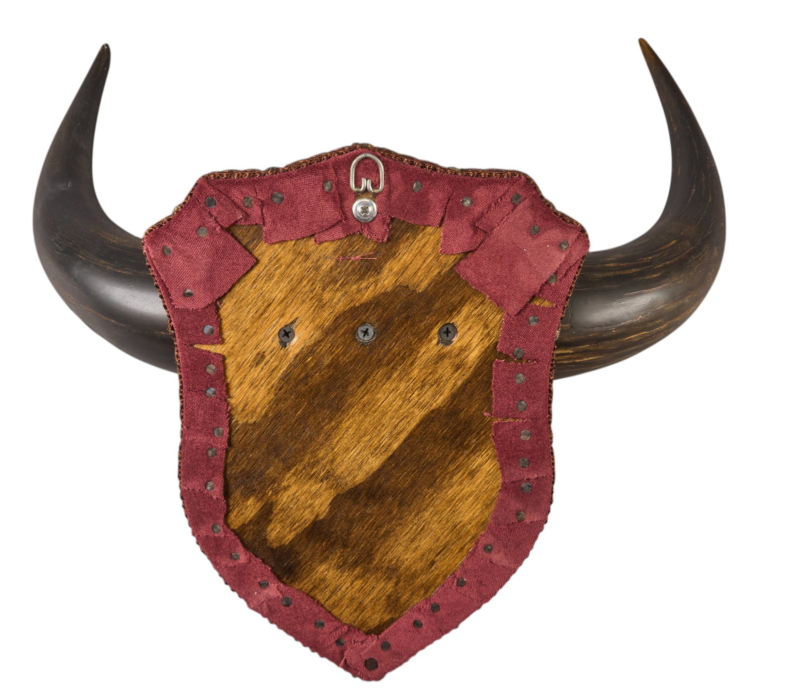 Buffalo Horns Wall Mount - 3
